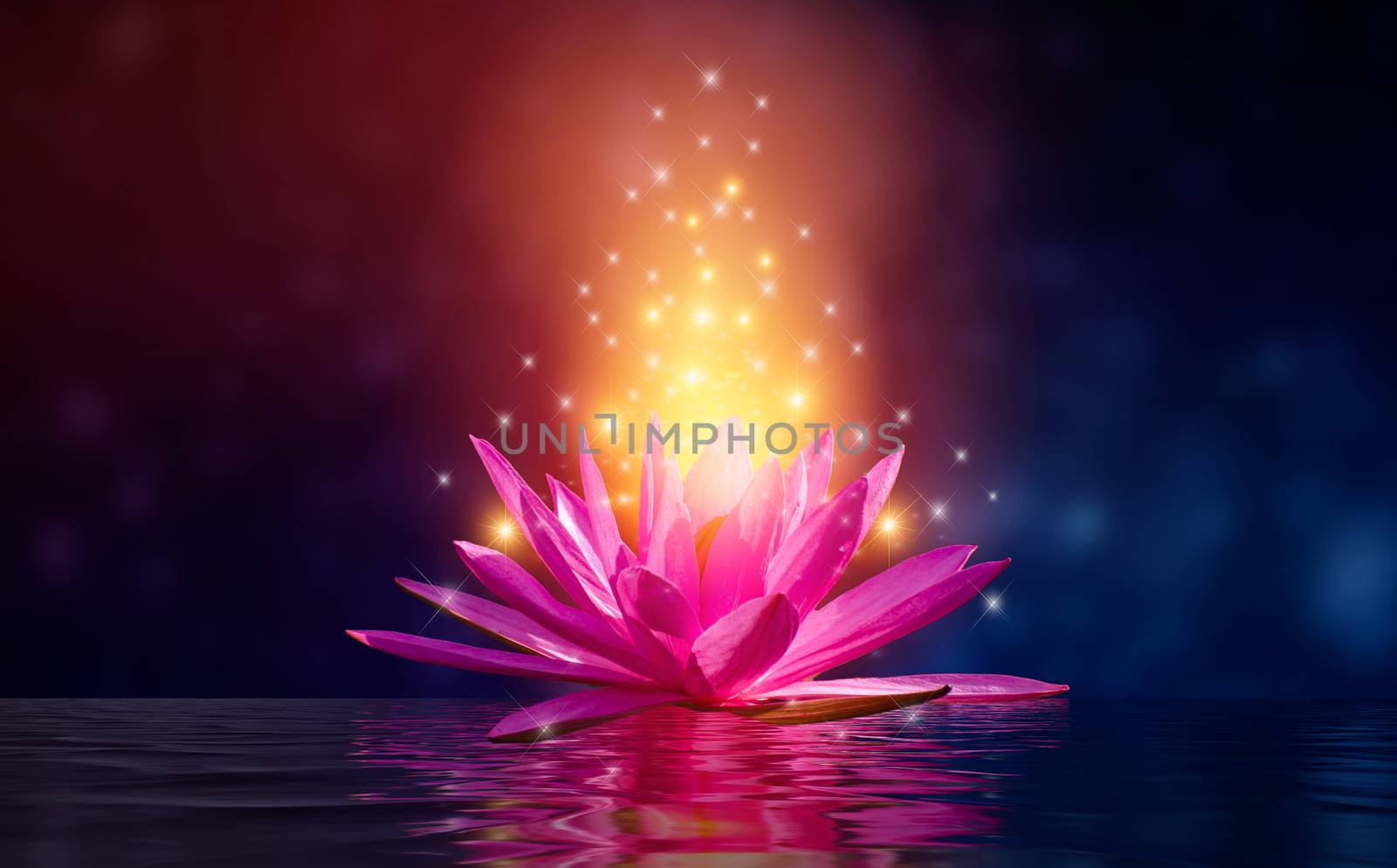 lotus Pink light purple floating light sparkle purple background