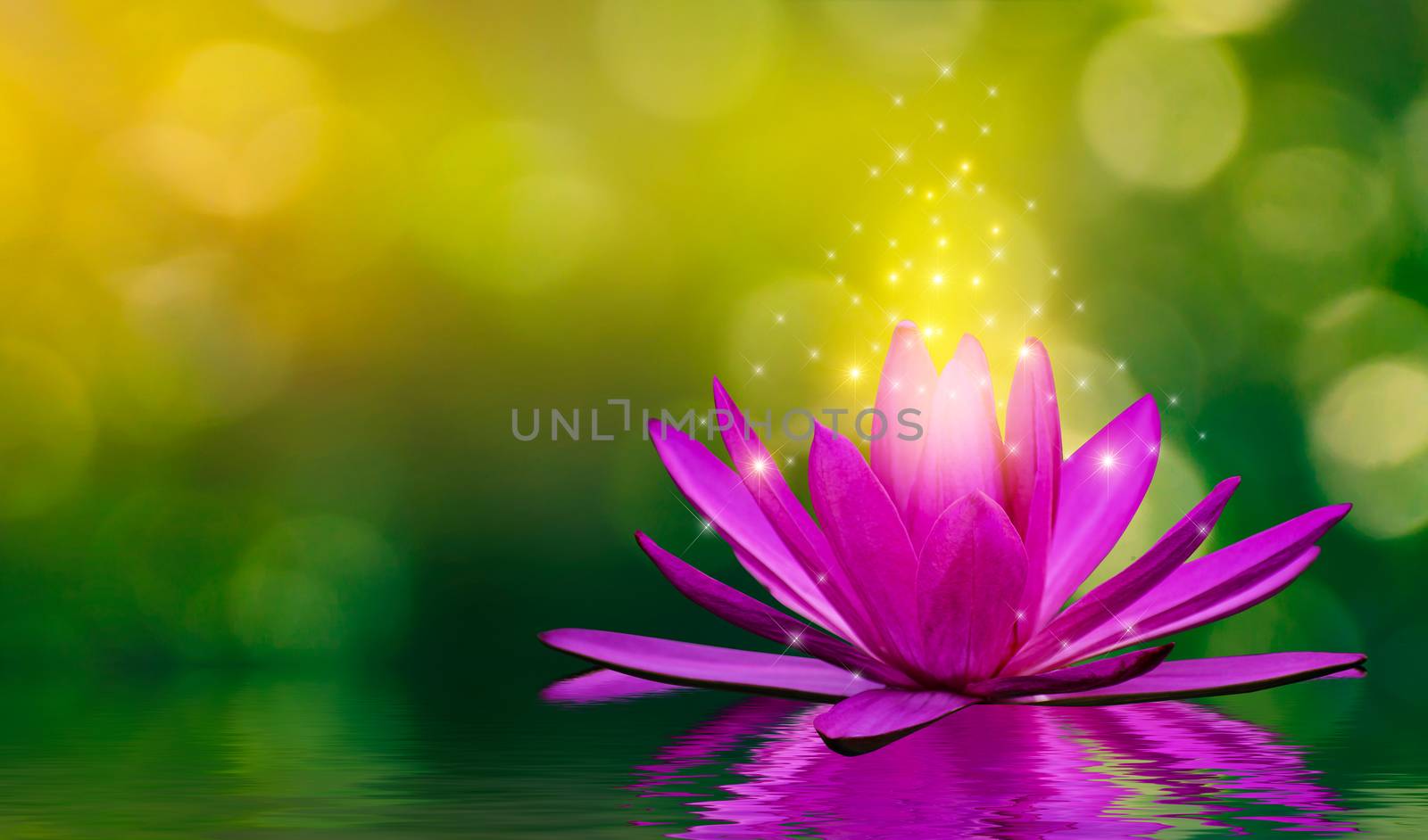 Purple lotus flowers emit light floating in the water, natural green bokeh background