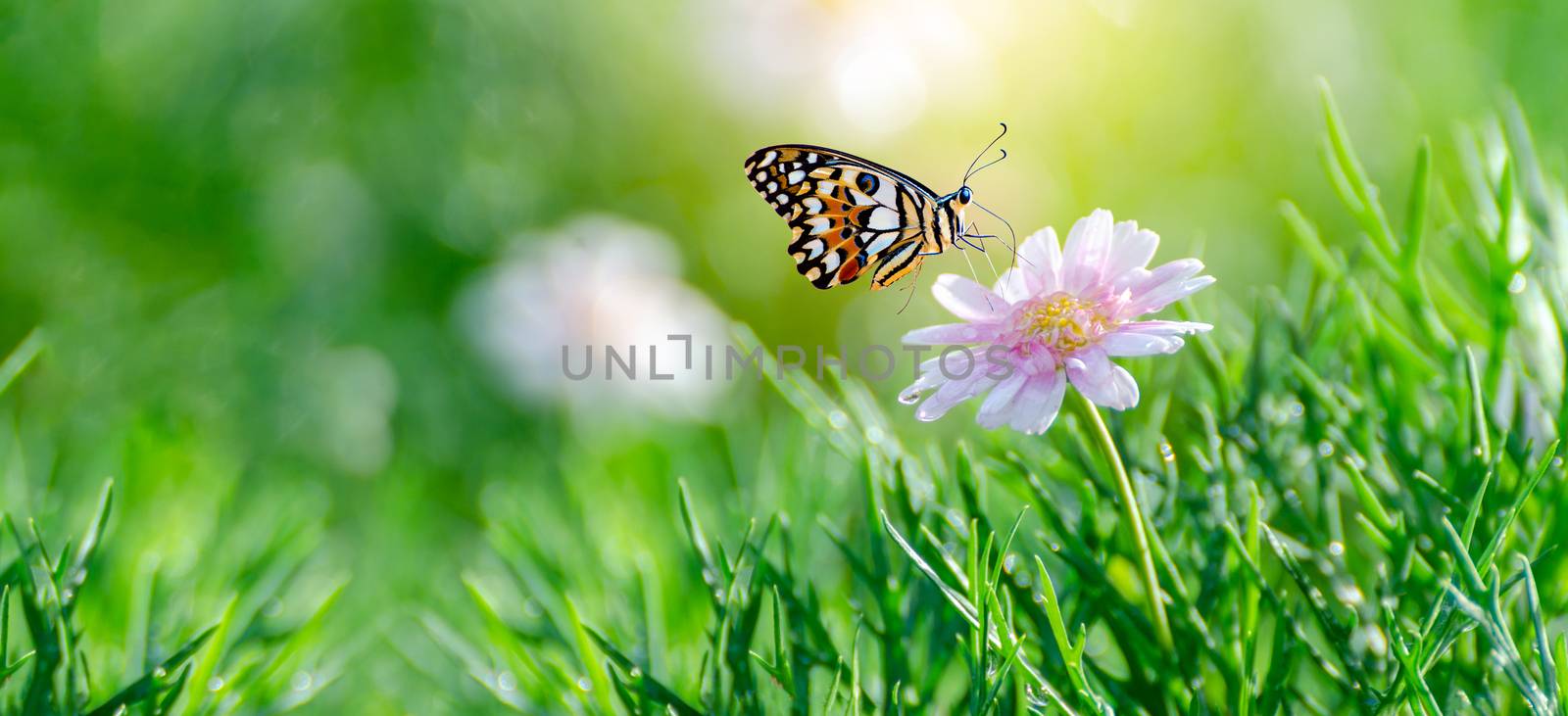 The yellow orange butterfly is on the white pink flowers in the green grass fields by sarayut_thaneerat