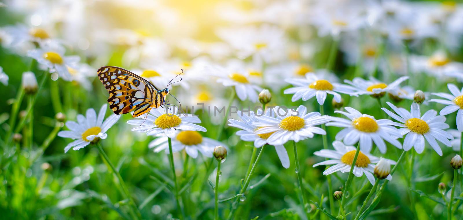 The yellow orange butterfly is on the white pink flowers in the green grass fields by sarayut_thaneerat