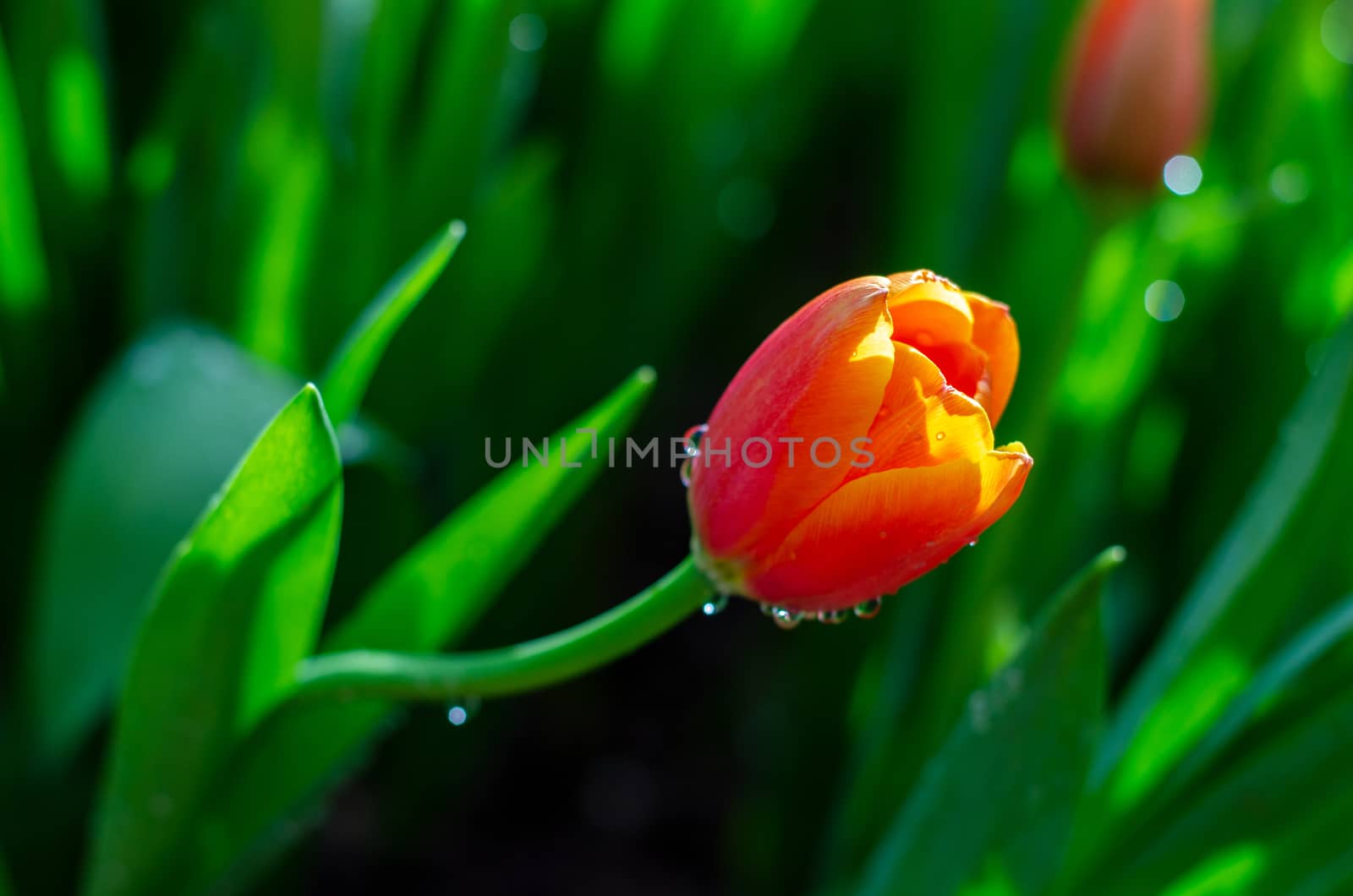 The red yellow tulip fields are densely blooming