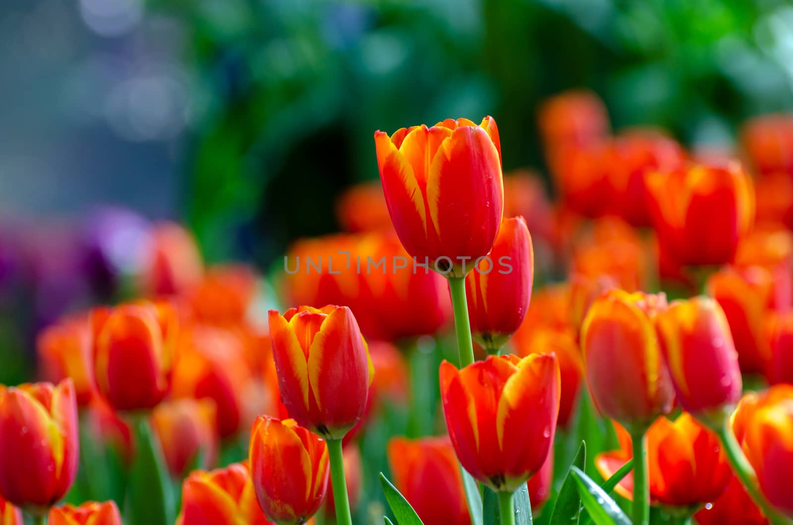 The red yellow tulip fields are densely blooming