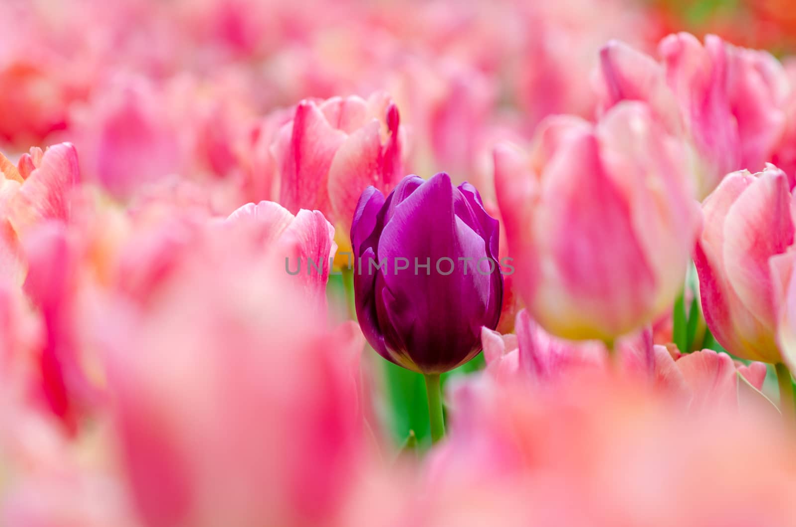 The red yellow tulip fields are densely blooming