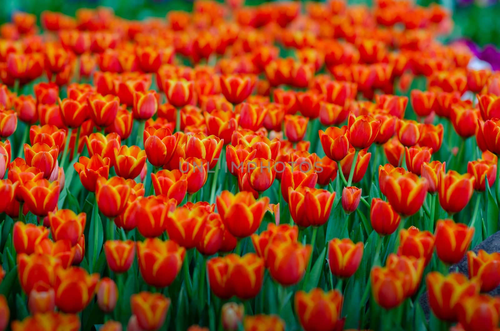 The red yellow tulip fields are densely blooming