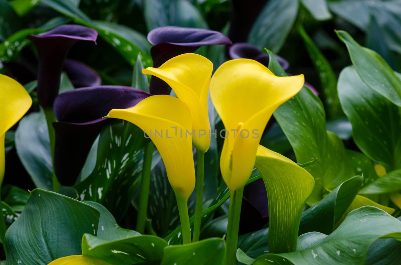 calla lily yellow Three flowers in the lush flower garden
