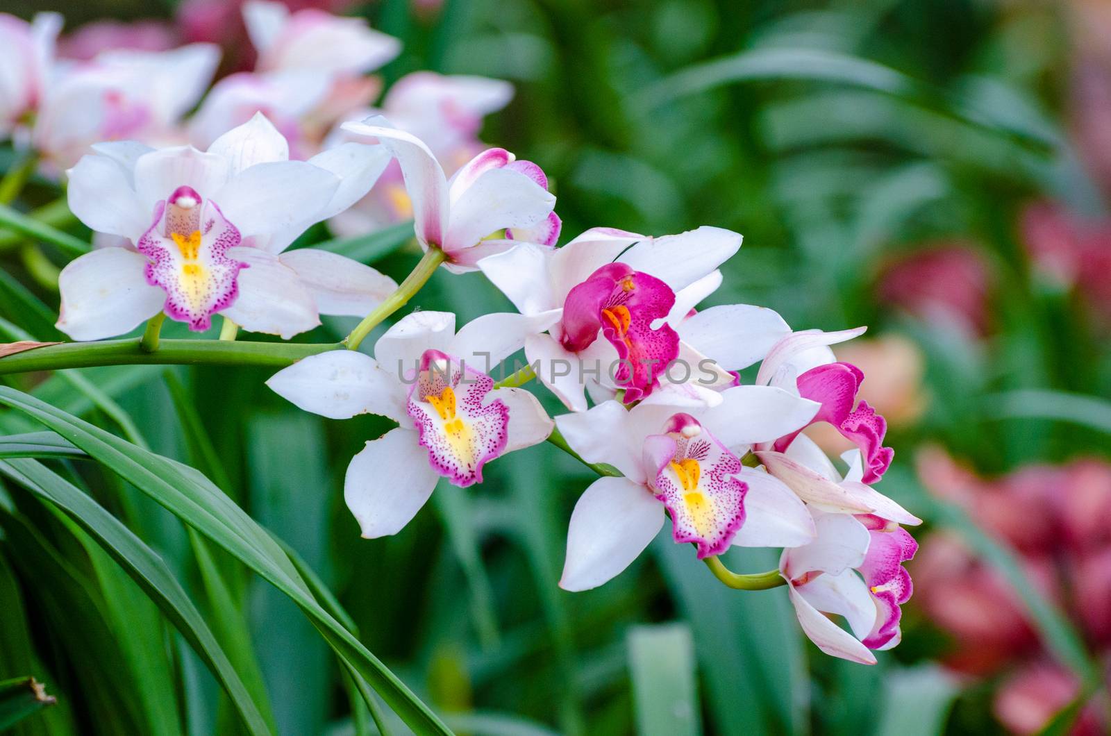 cymbidium sp Pink and white orchid flowers by sarayut_thaneerat