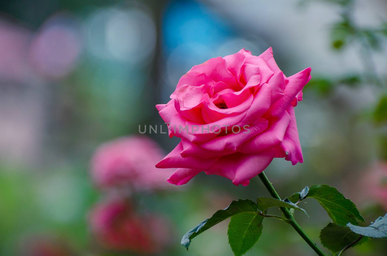 Redroses light Bokeh background Valentines Day by sarayut_thaneerat