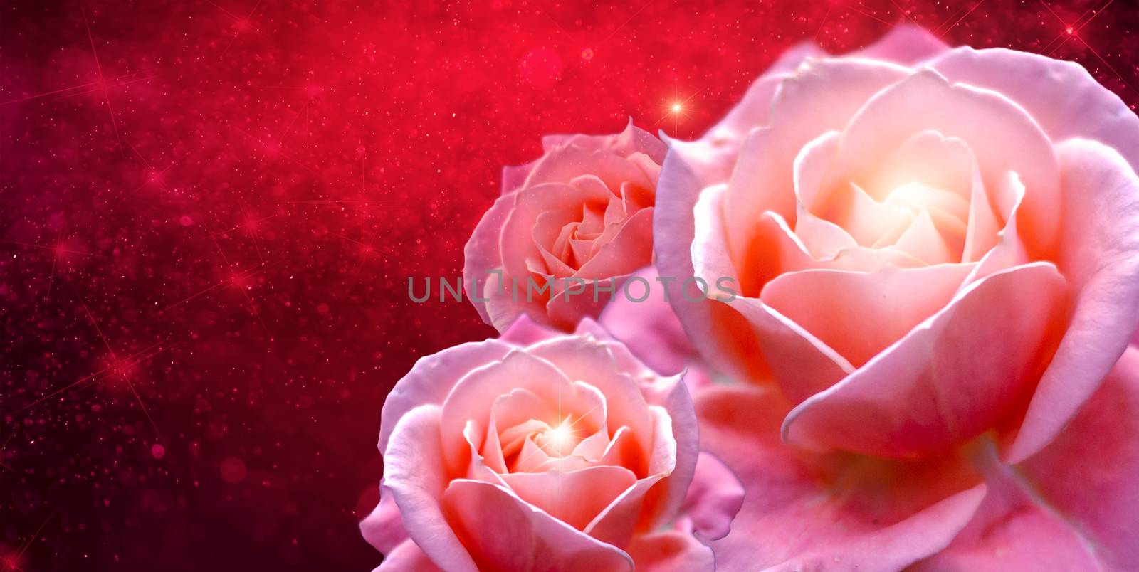 Pink roses Banner Red rose bokeh red background Have space to enter text