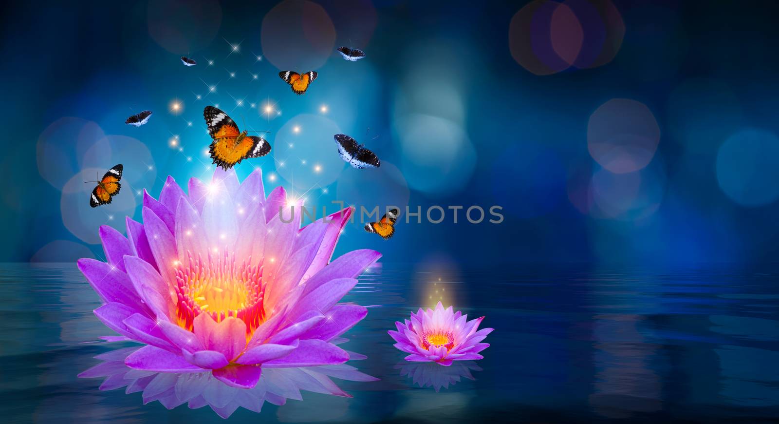 Butterflies are flying around the purple lotus floating on the water Bokeh by sarayut_thaneerat