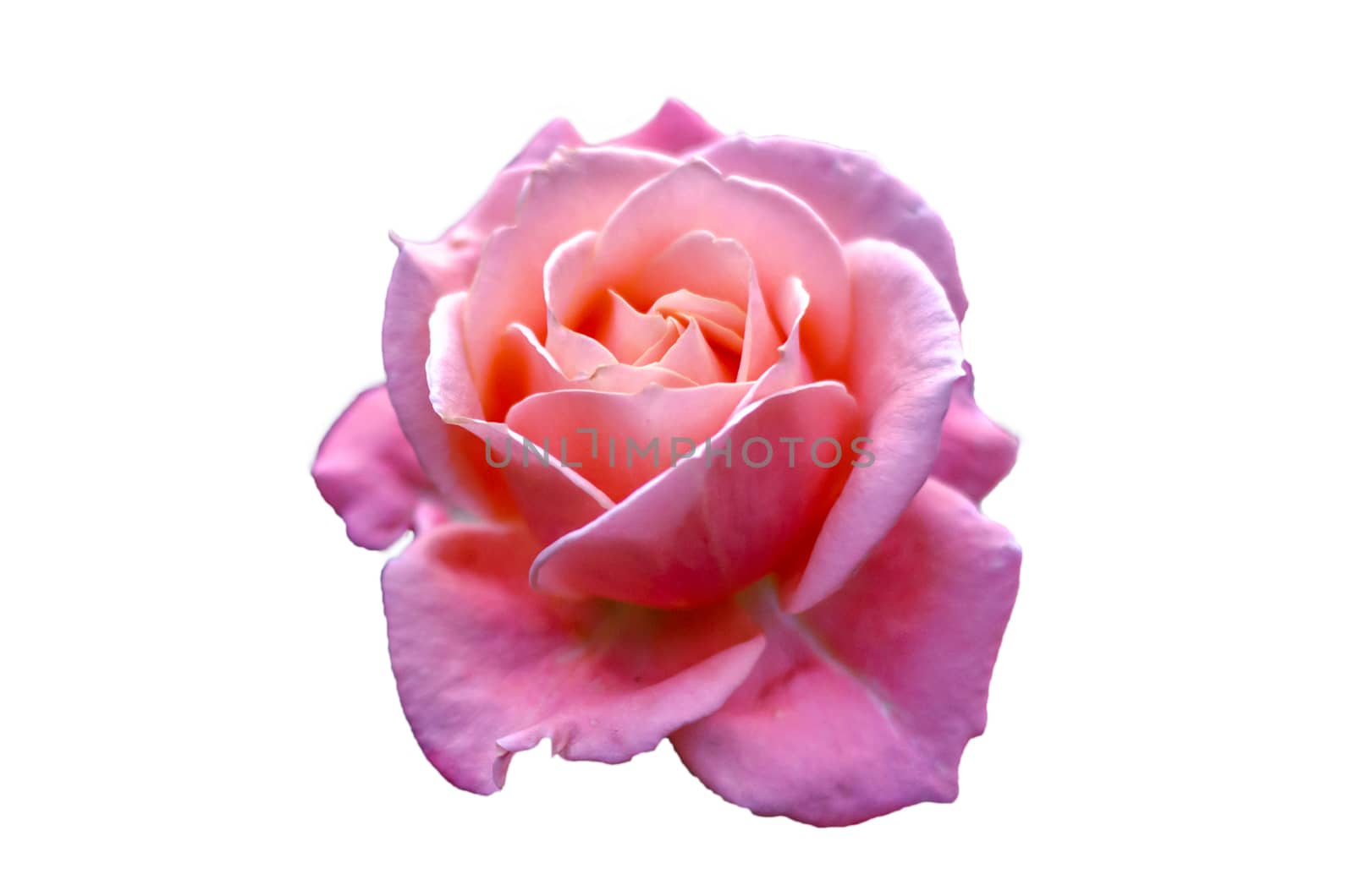 Pink roses Isolate light White background Valentines Day by sarayut_thaneerat