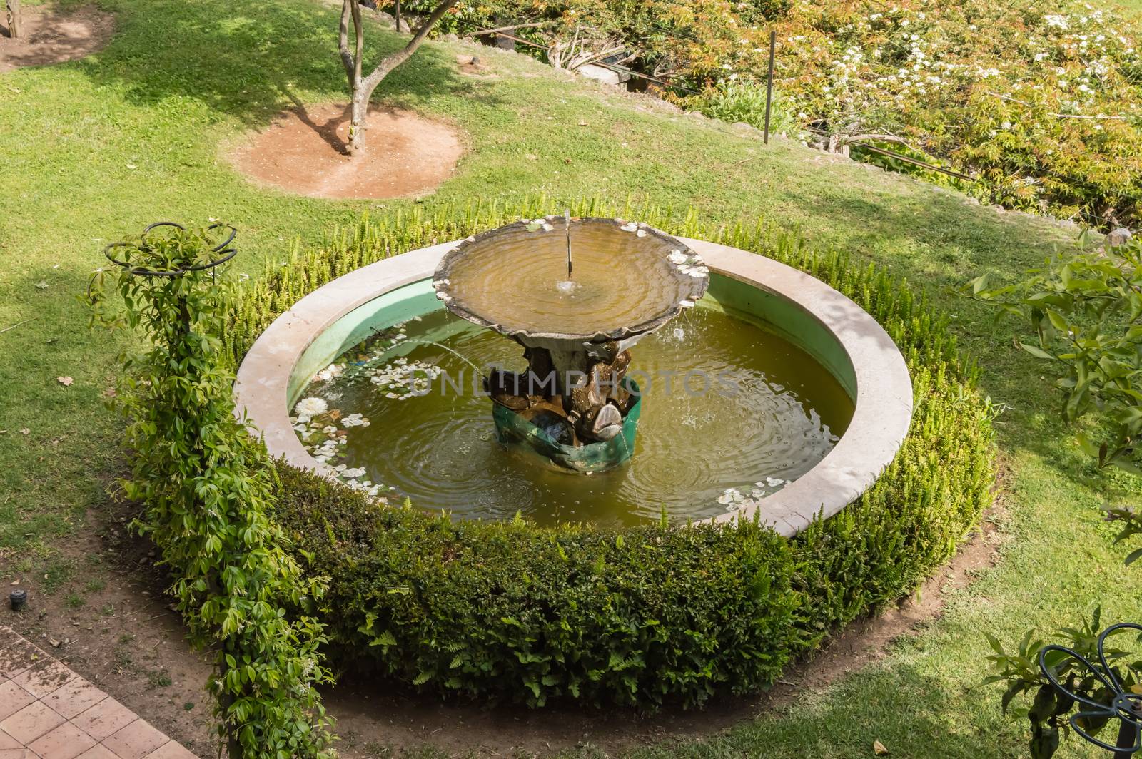 View of an old oval fountain surrounded by boxwood in the garden by Philou1000