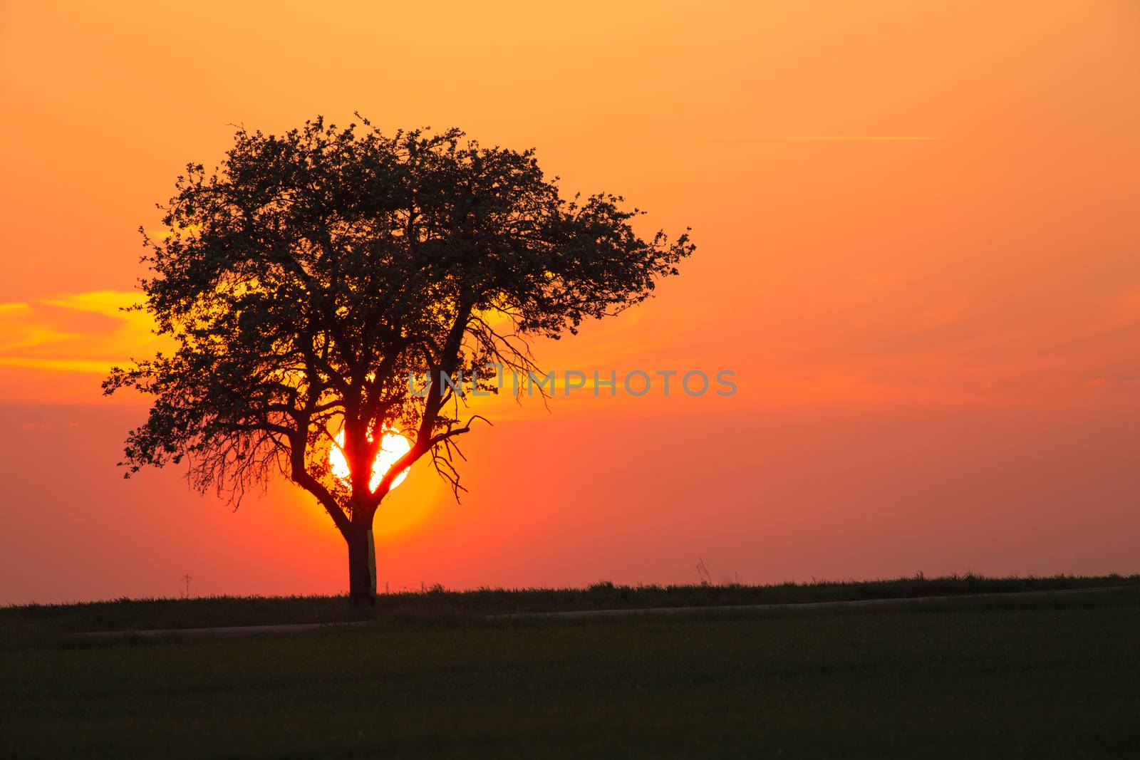 Alone tree on meadow at sunset with sun