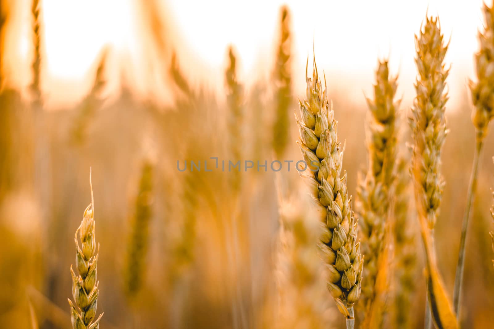 Wheat field. Ears of golden wheat close up. Beautiful Nature Sunset Landscape. Rural Scenery under Shining Sunlight