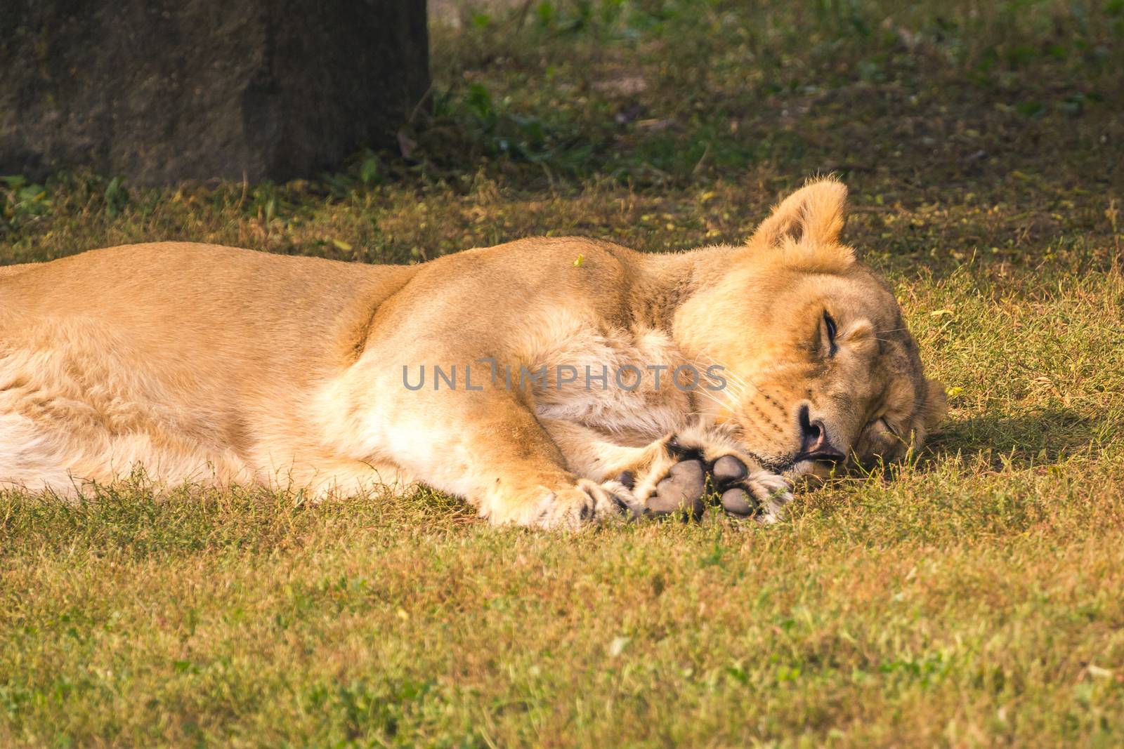 Lioness laying down, sleeping, having a nap
