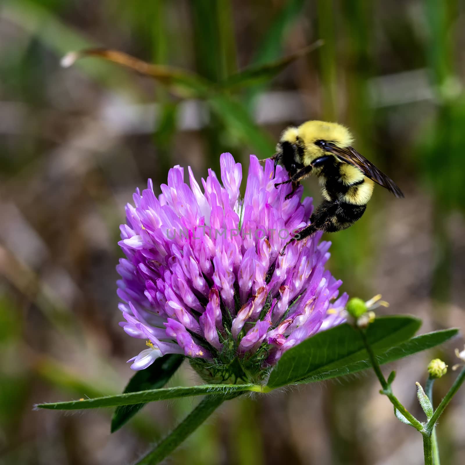A bee feeds from a pink flower on red clover in a field.