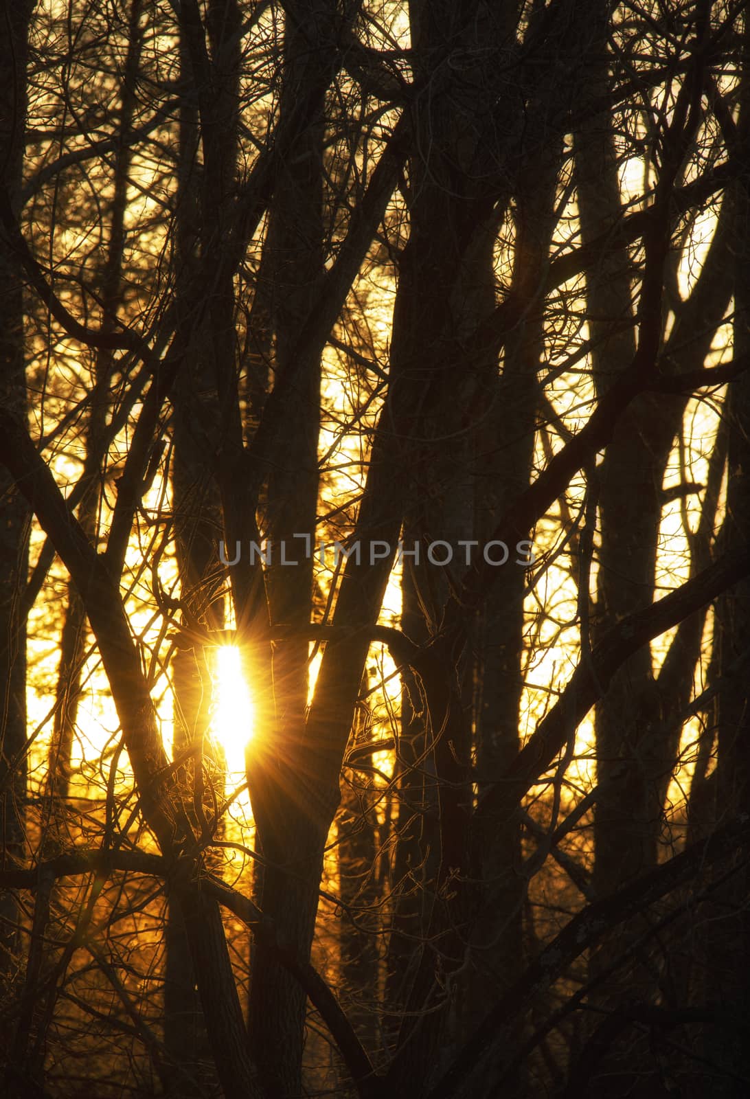 Setting sun peeks through a stand of hardwood trees.