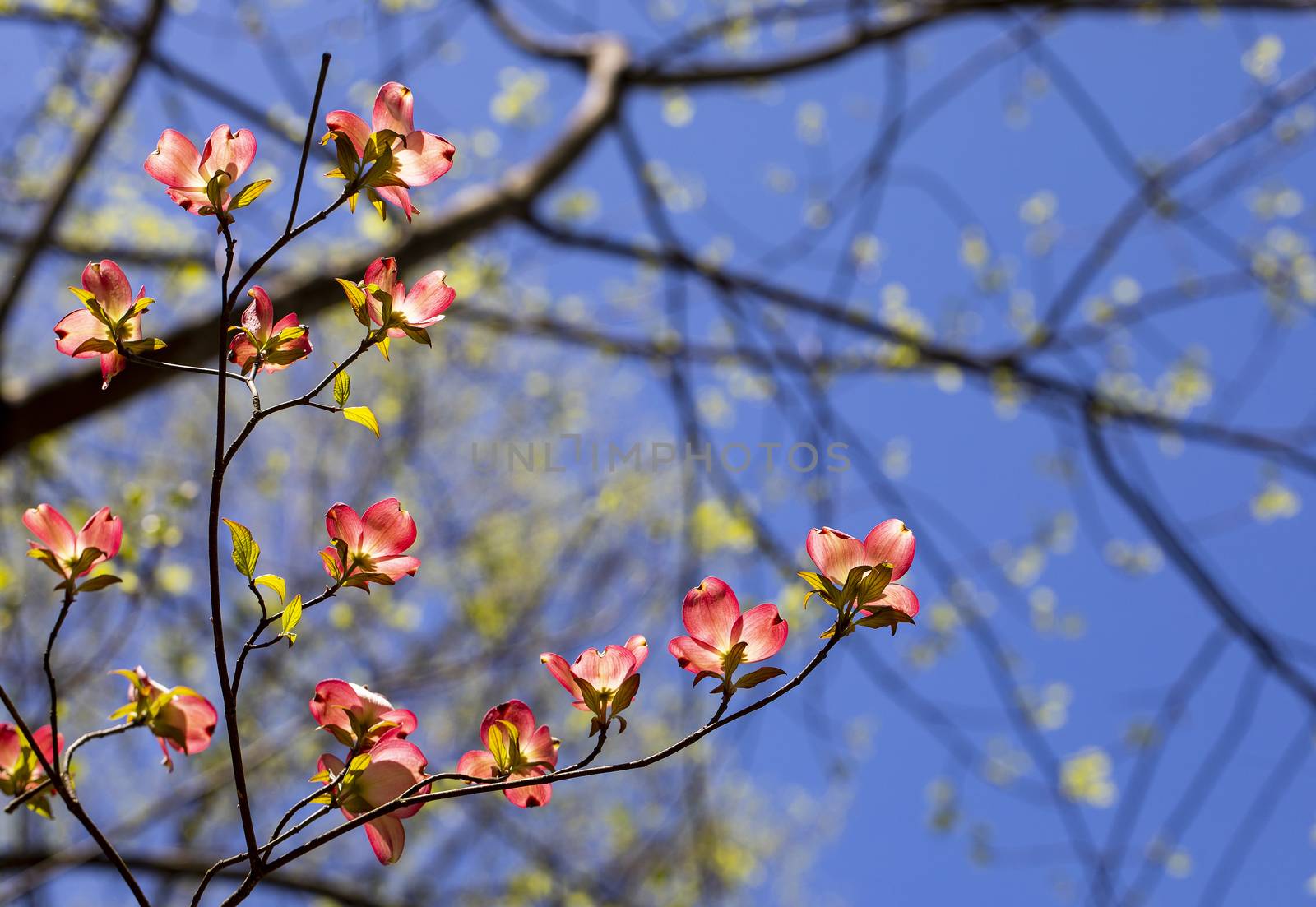 Pink Dogwood Blooms I by CharlieFloyd