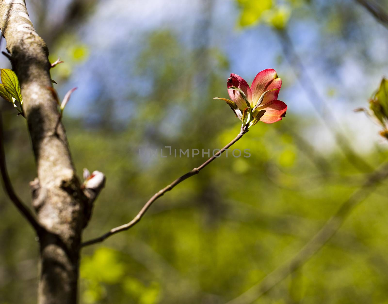 Solitary Pink Dogwood Bloom I by CharlieFloyd