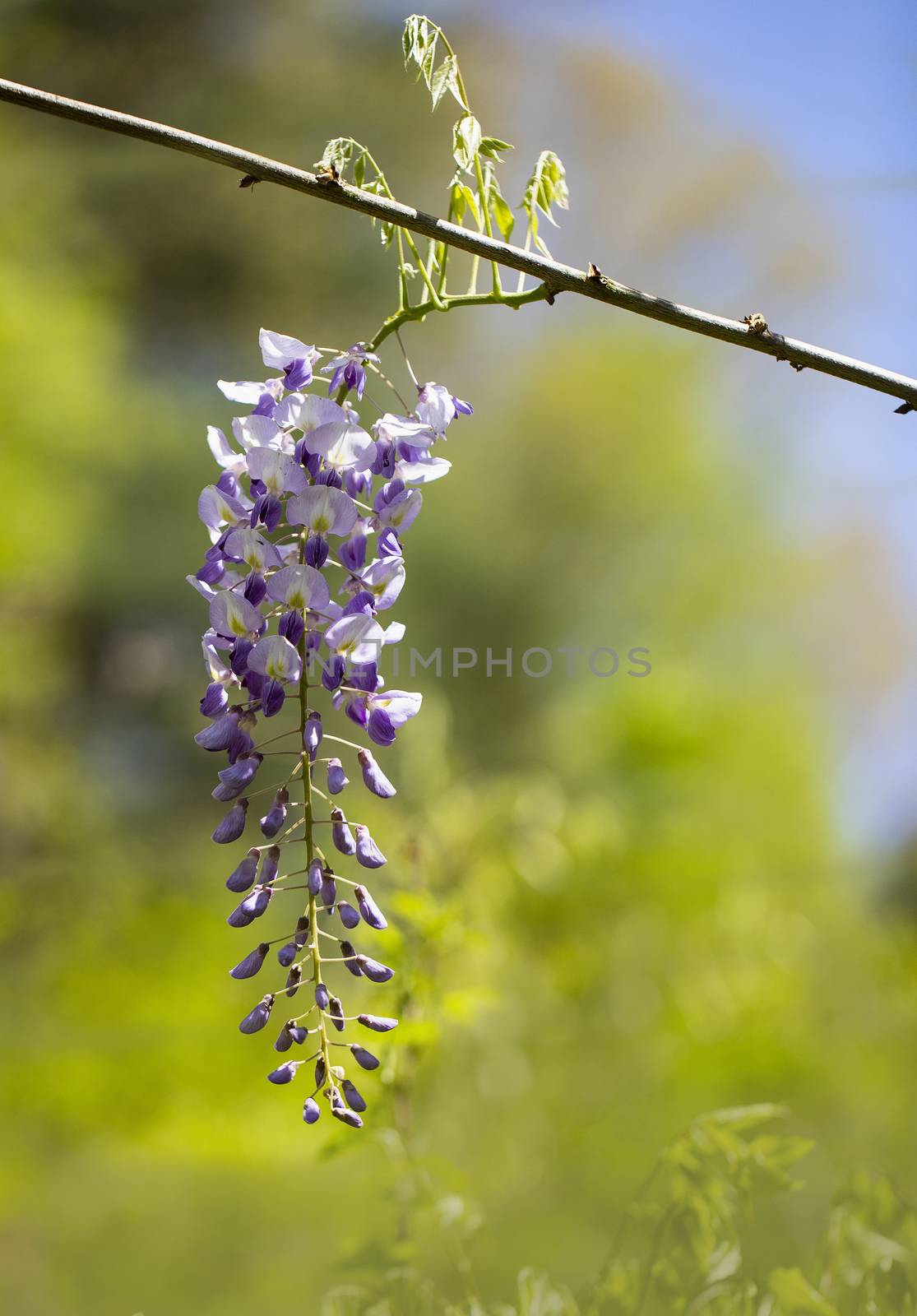 Purple wisteria racemes hang in the April sunshine.