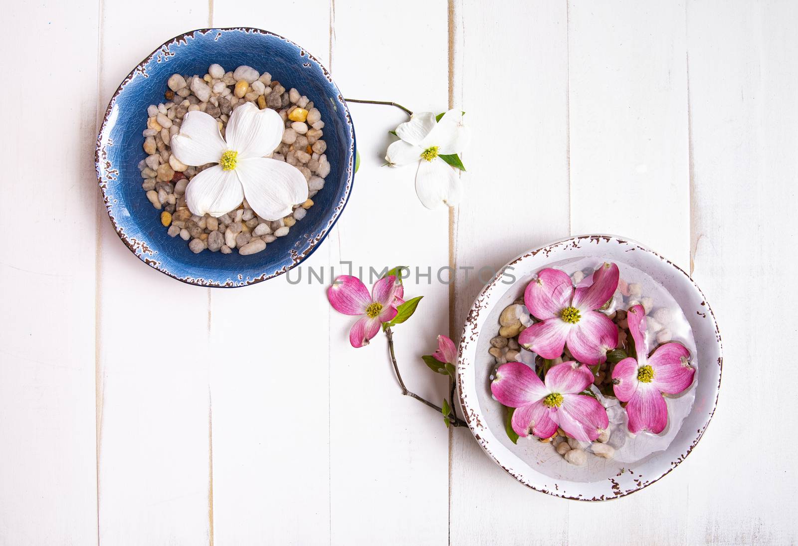 Pink and white dogwood blooms floating over rocks in water-filled bowls on a tabletop.