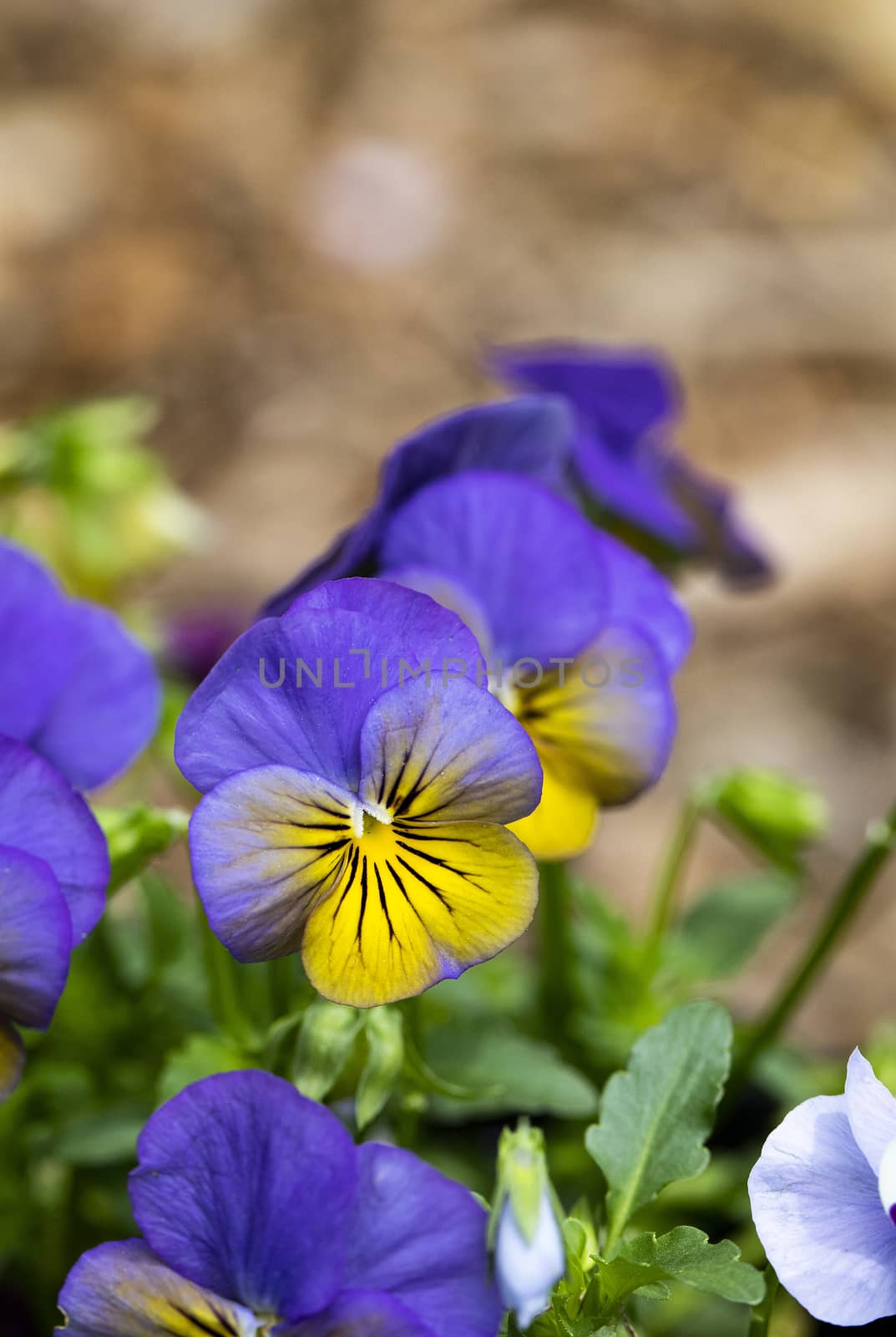 View of purple and yellow pansy blooms.
