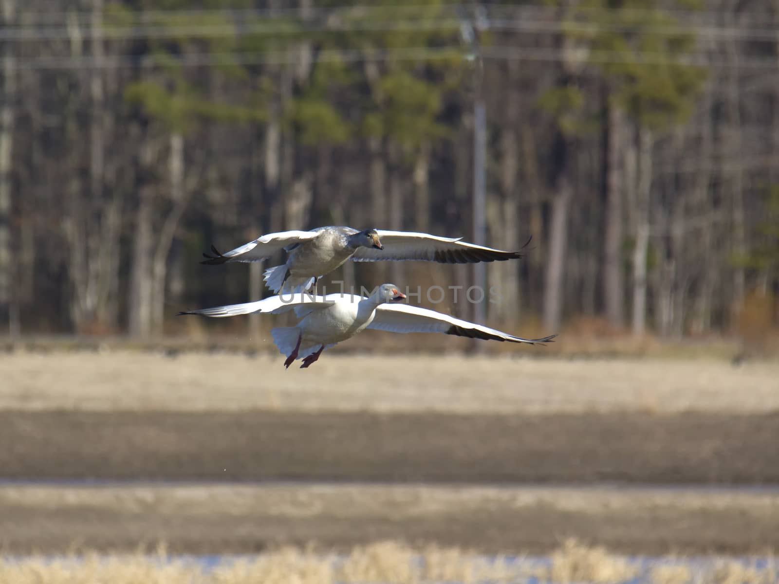Two geese gliding to landing by CharlieFloyd