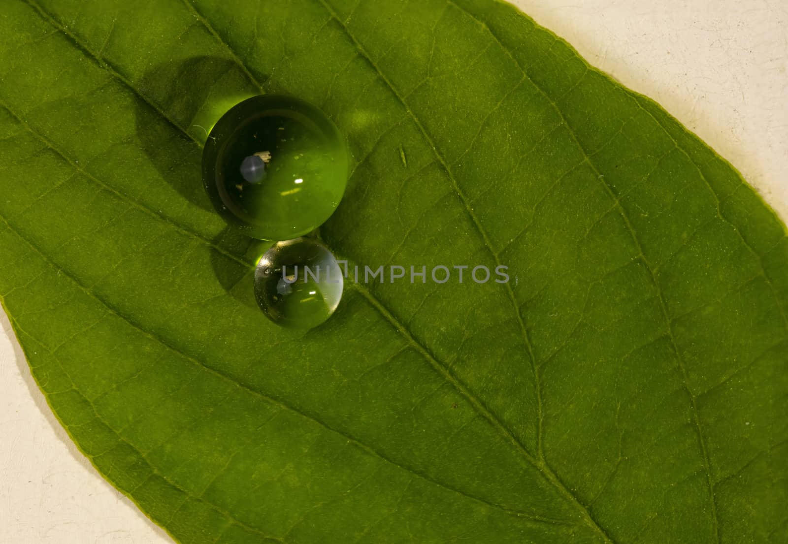 Macro photo of two water beads resting on the top of a dogwood leaf.