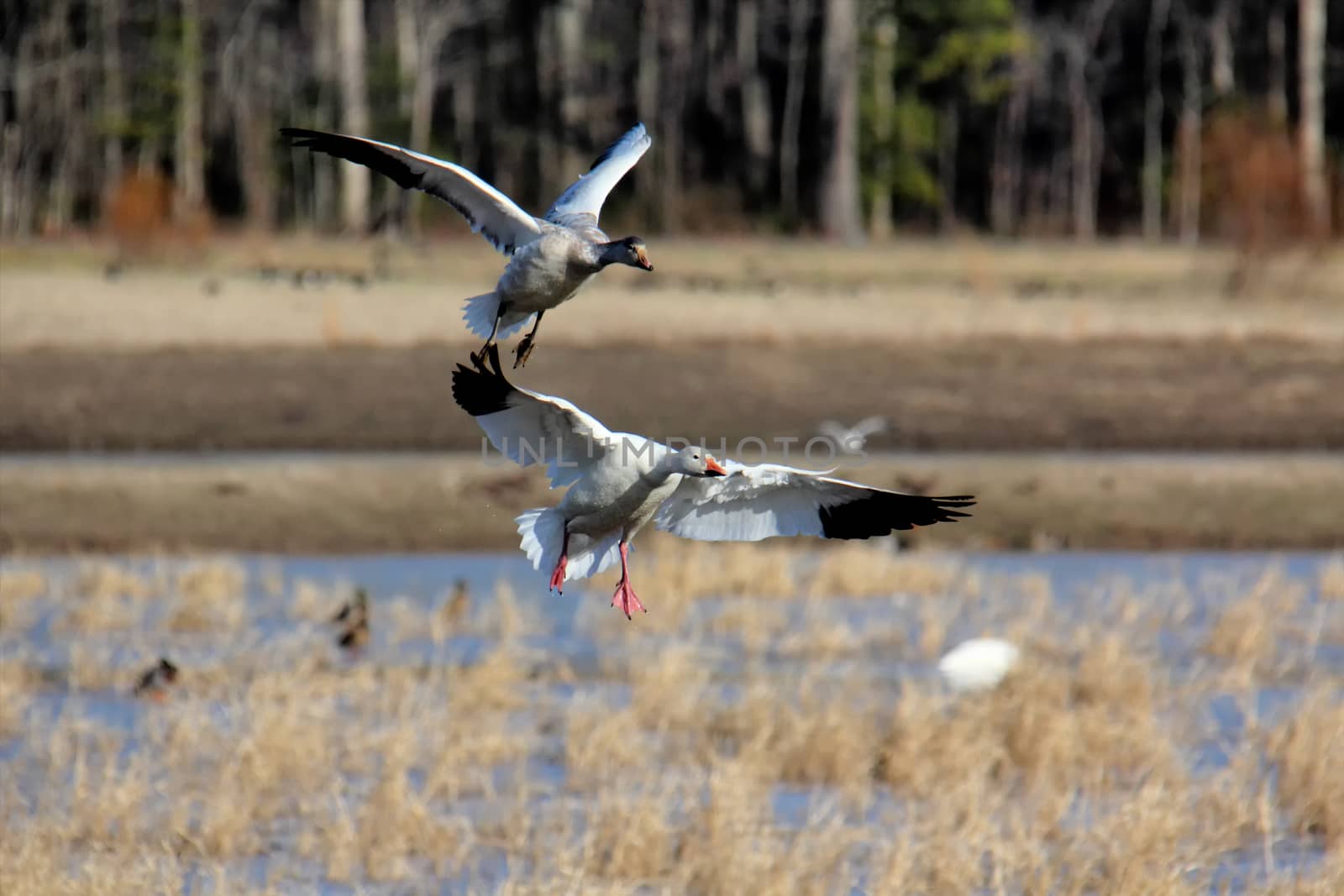 Two snow geese landing