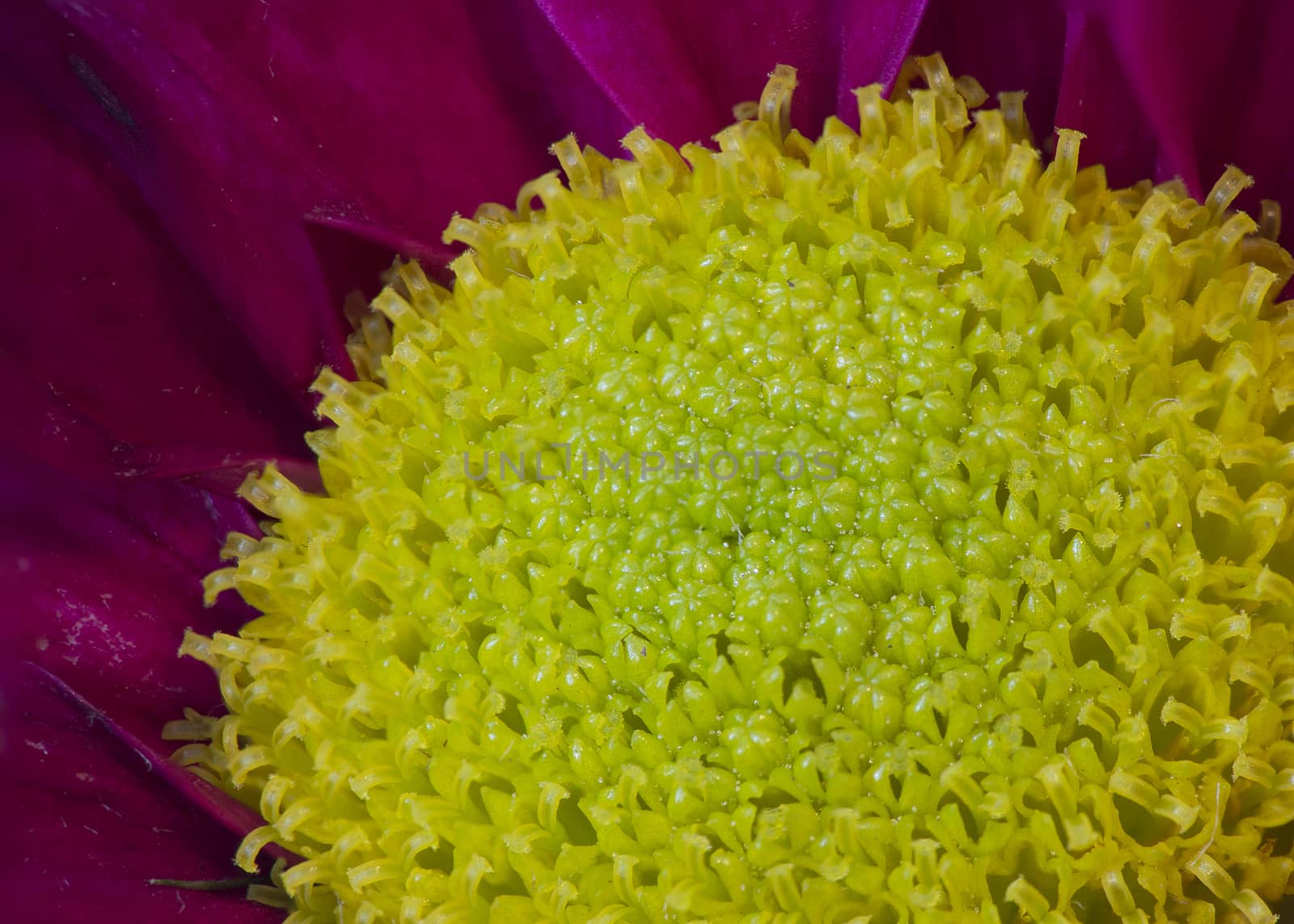 Macro photo of chrysanthemum center.