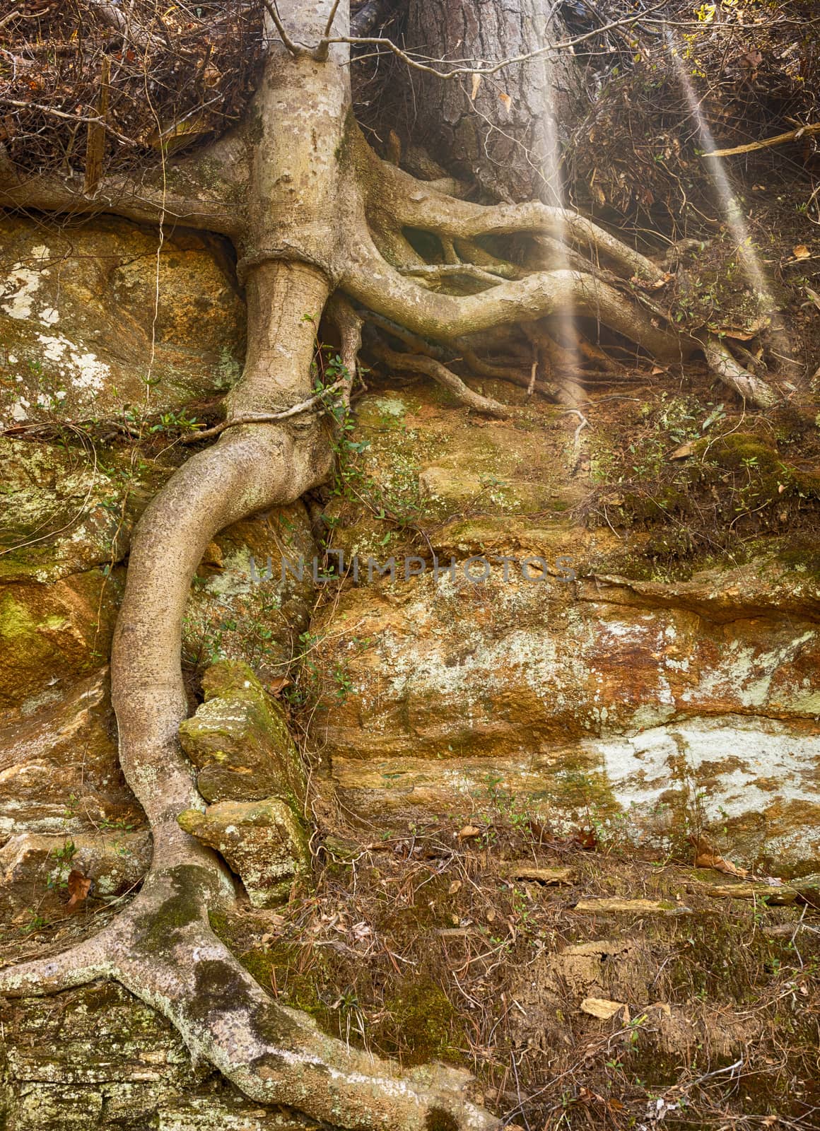 Tree Maintains Hold on Rock Wall by CharlieFloyd
