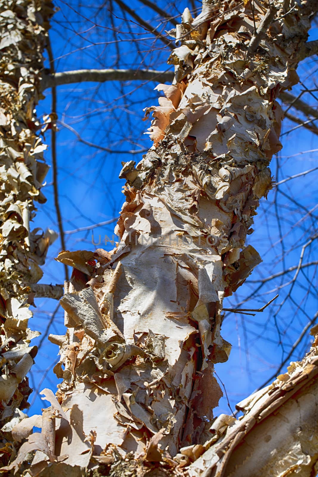 The bark on a paperbark birch tree peels and curls in late winter;
