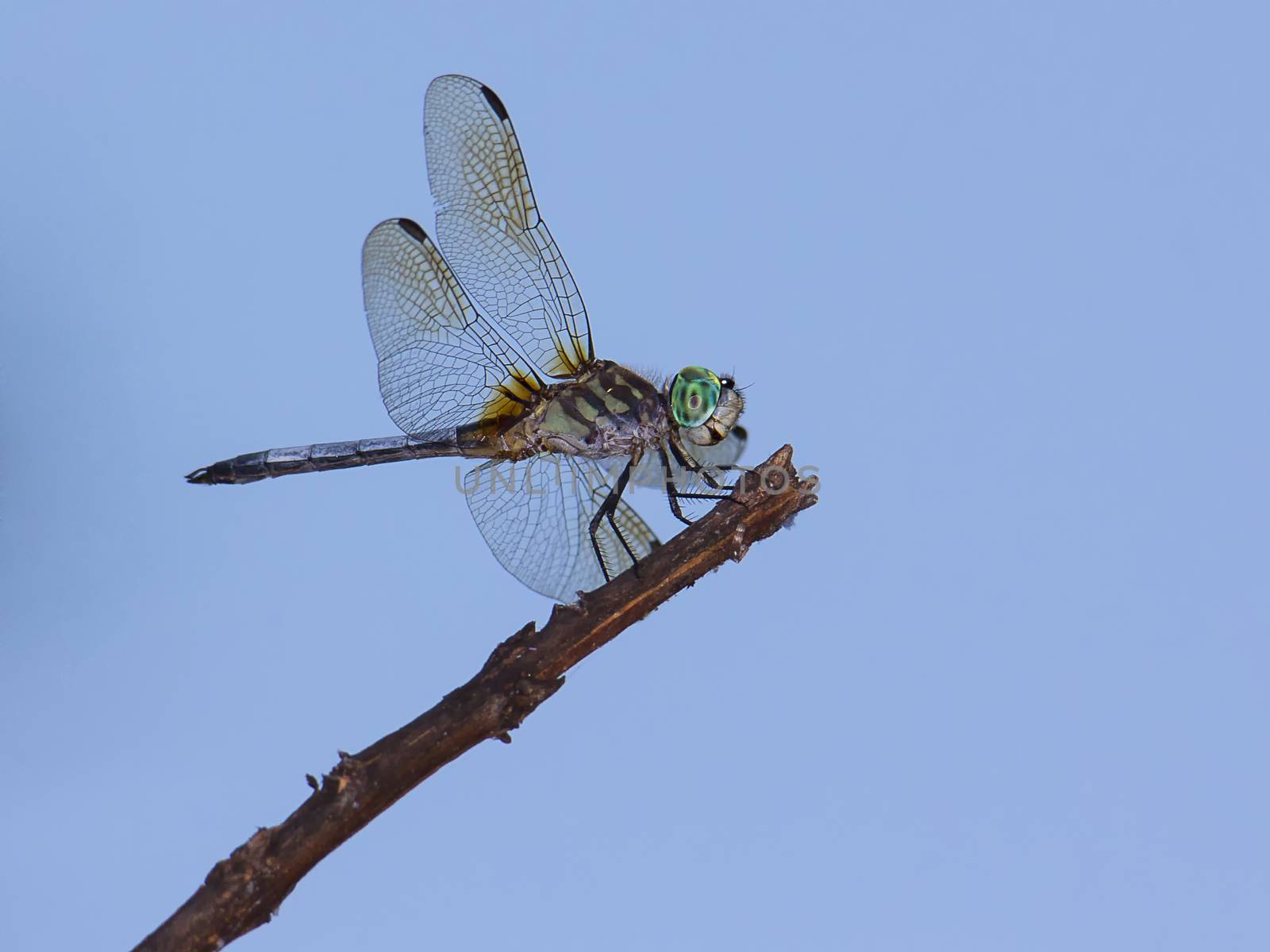 Closeup of dragonfly perching on limb