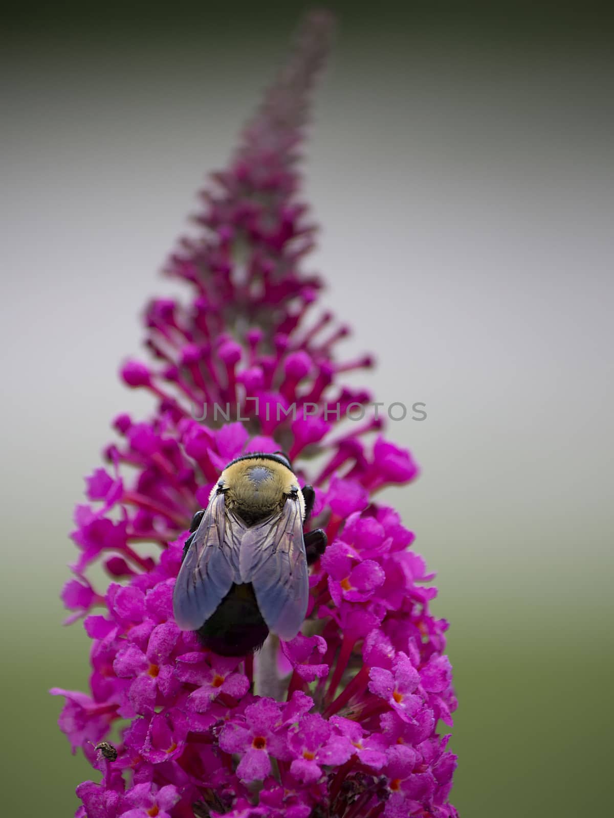Bee Feeding on Blooms by CharlieFloyd