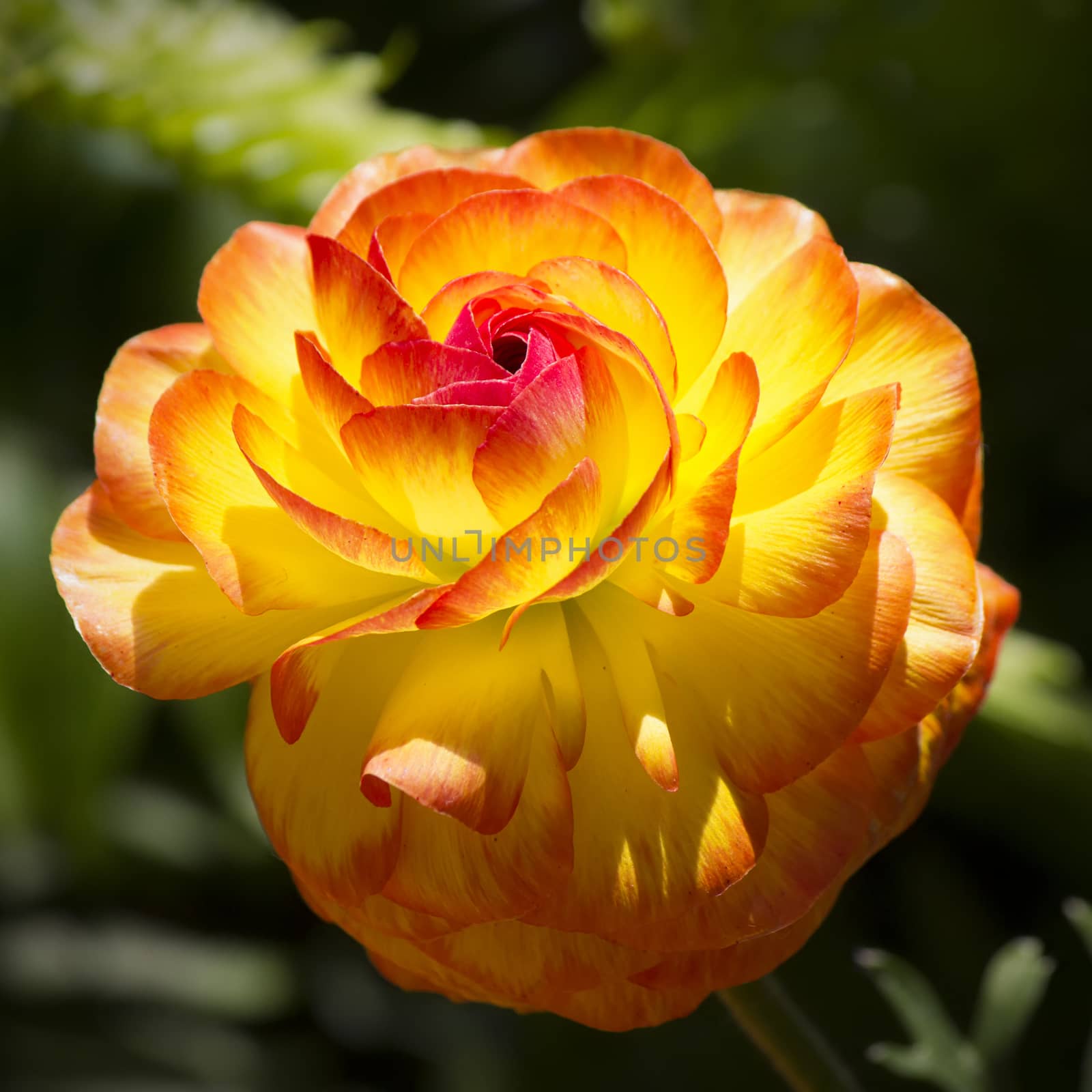 Yellow and red Asian buttercup flower.