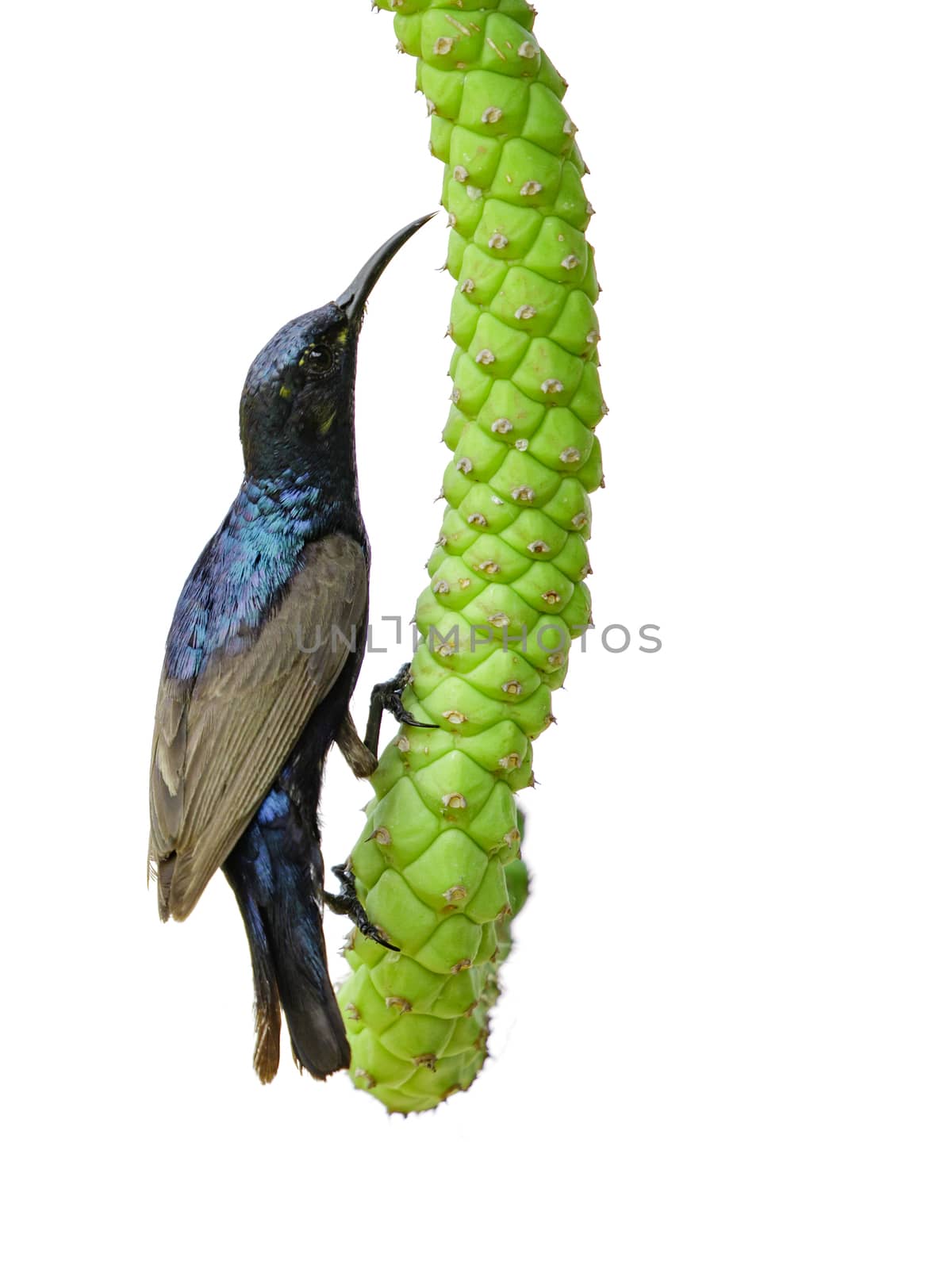 Image of purple sunbird(Male) on a branch on white background. ( by yod67
