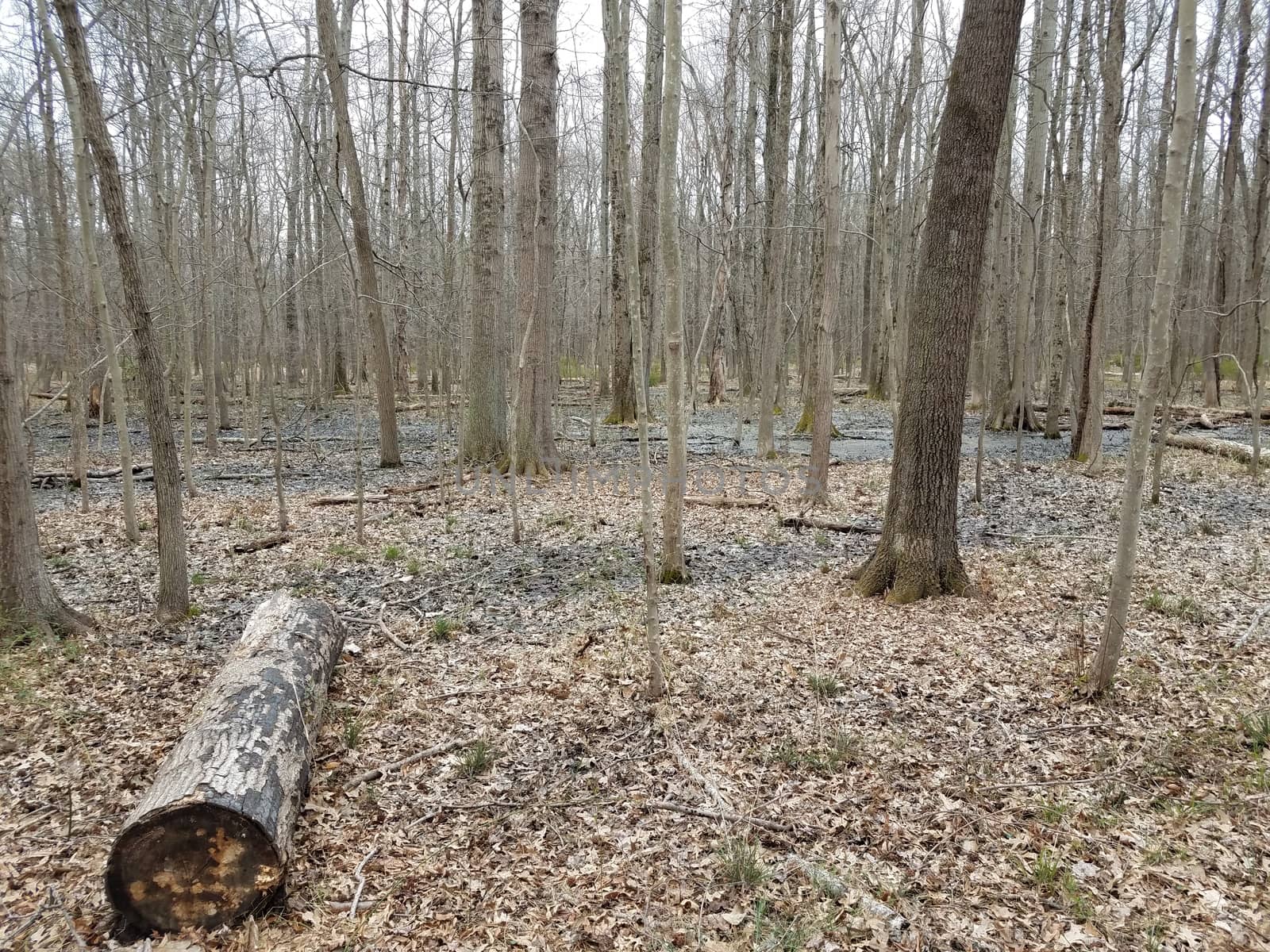 brown fallen leaves and tree trunks and branches in forest or woods