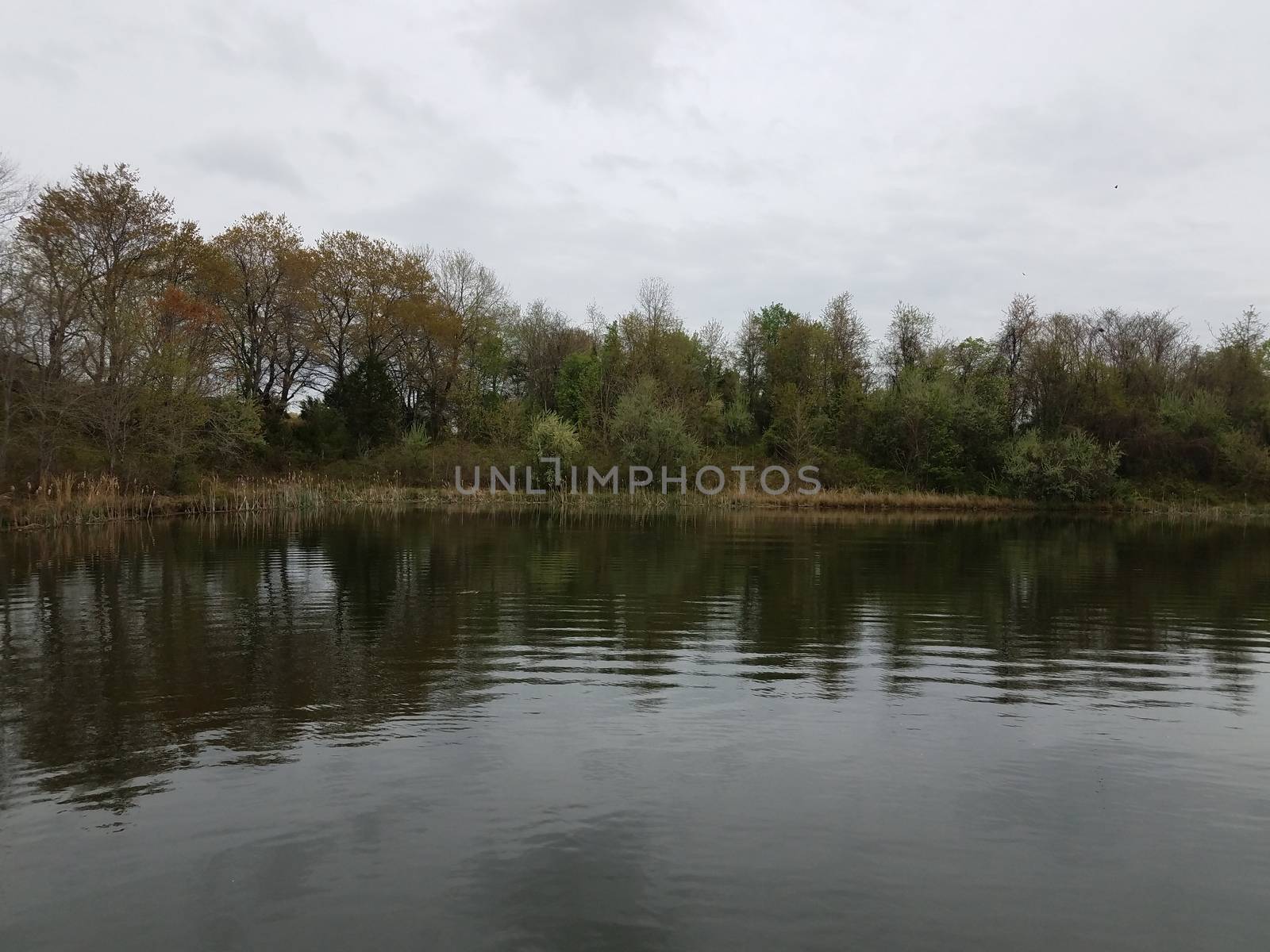 calm reflective pond or lake with tree and sky by stockphotofan1