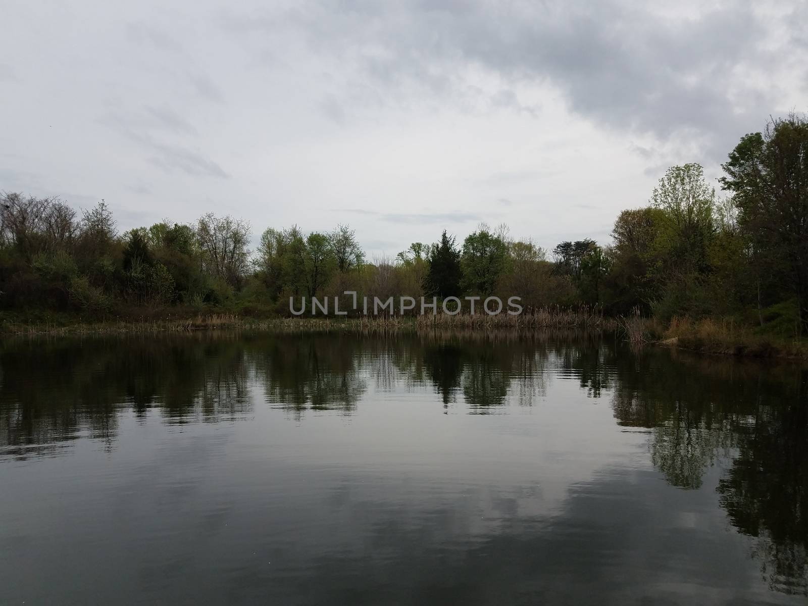 calm reflective pond or lake with tree and sky by stockphotofan1