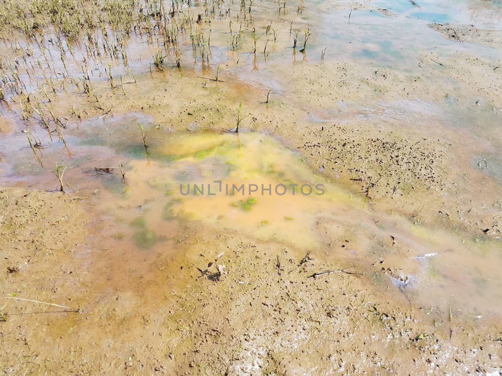 muddy water and algae and plants in swamp or marsh