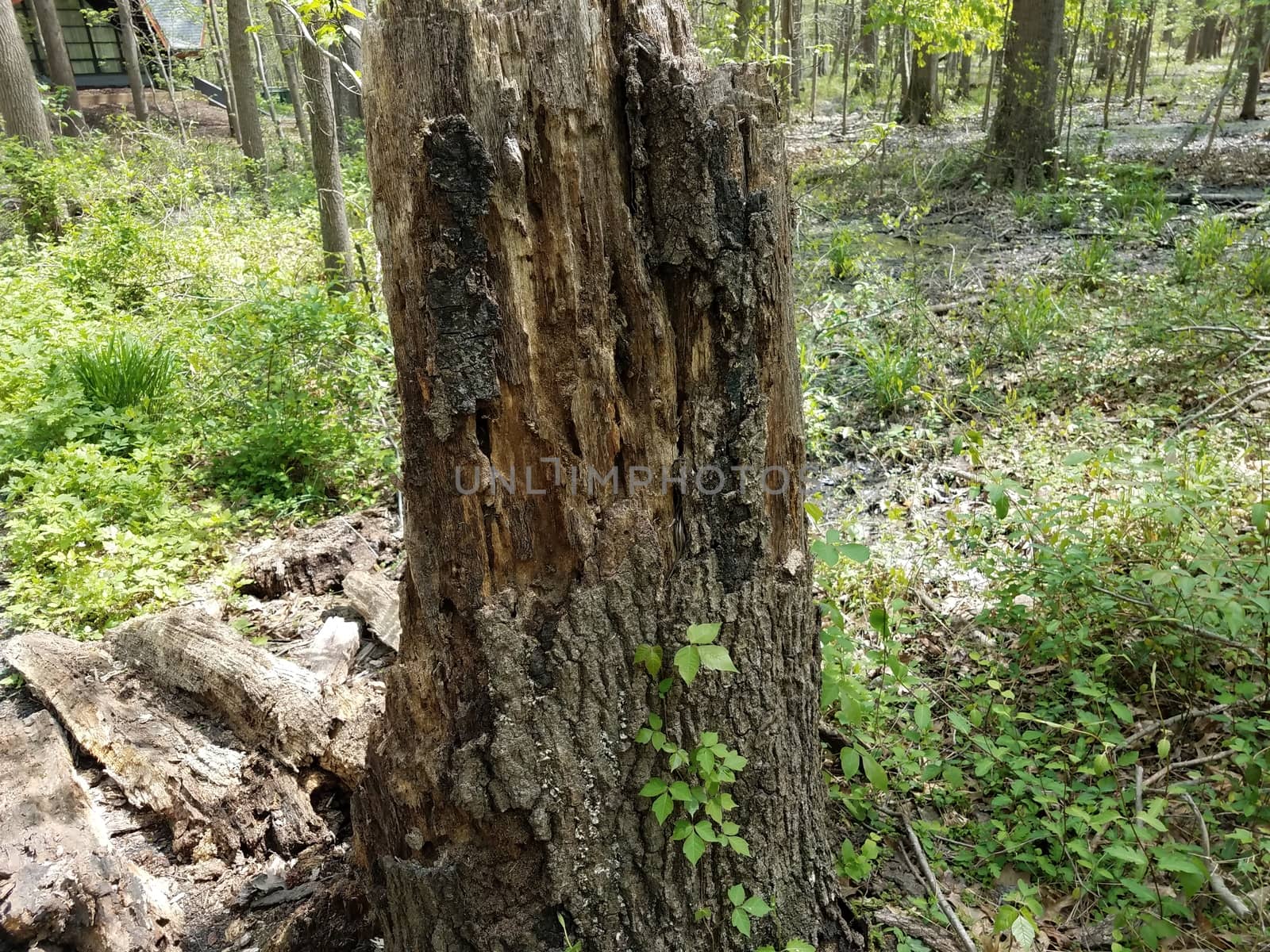 decaying tree trunk and green plants and leaves in forest or woods