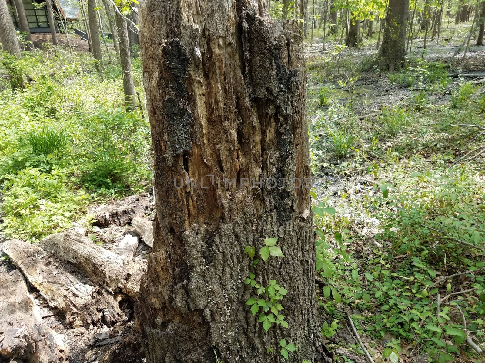 decaying tree trunk and green plants and leaves in forest by stockphotofan1