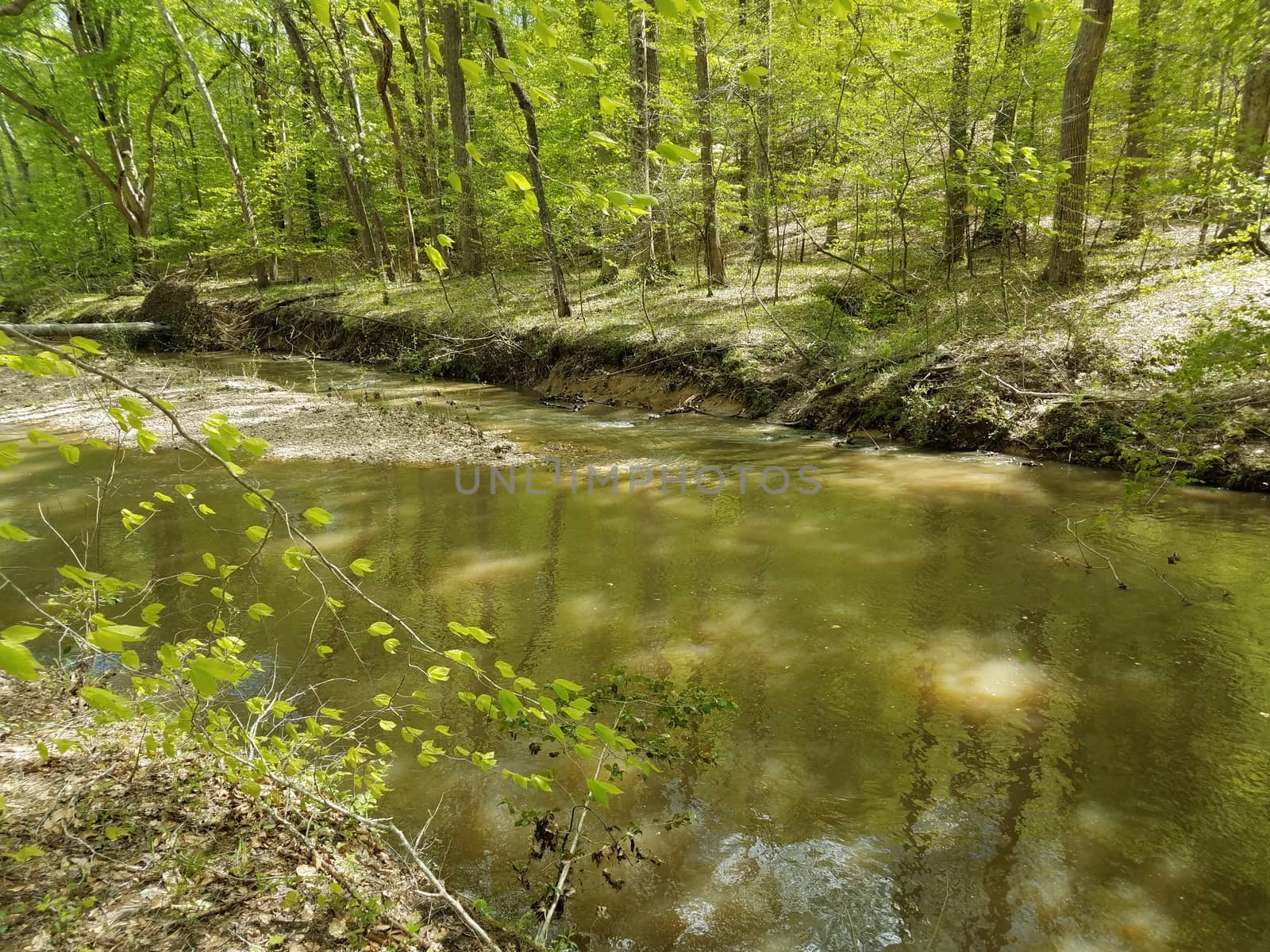 river or stream with green leaves and trees in forest by stockphotofan1