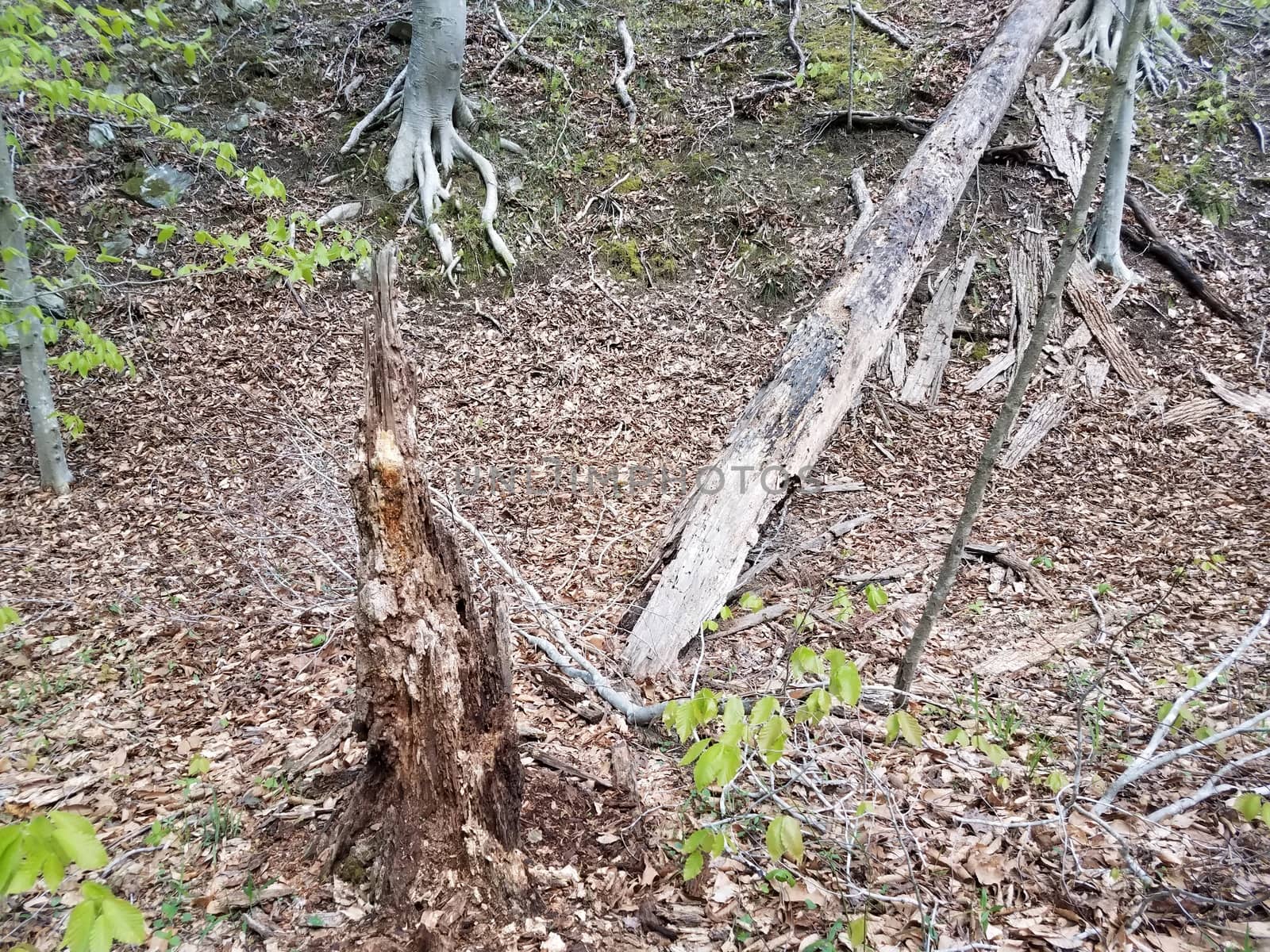 rotten or decaying fallen tree with brown leaves in forest or woods