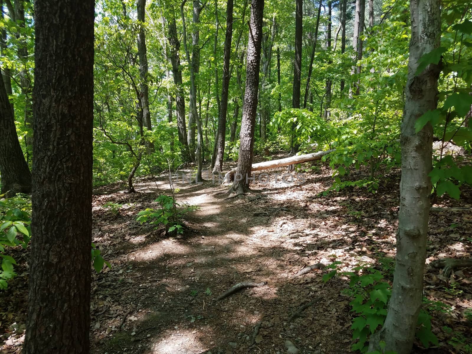 path or trail in the woods or forest with green leaves and dirt