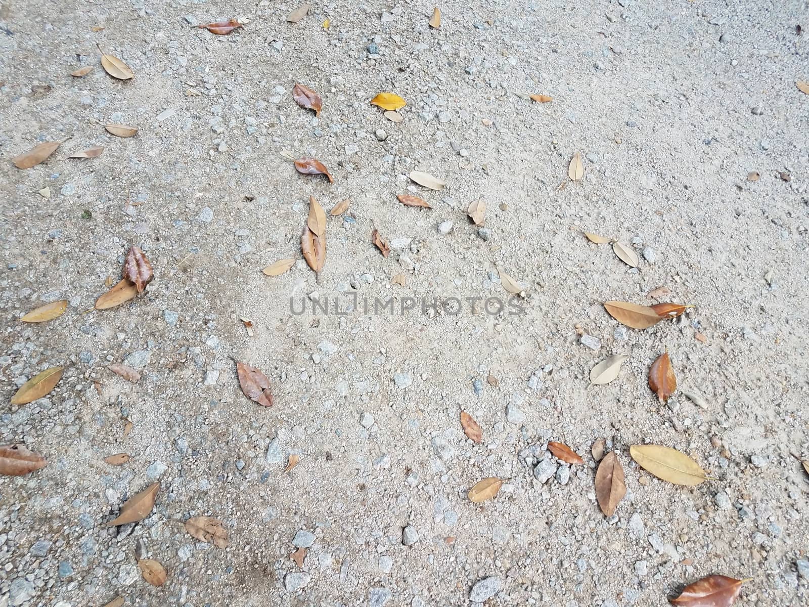 grey stones or rocks or pebbles on ground with fallen leaves