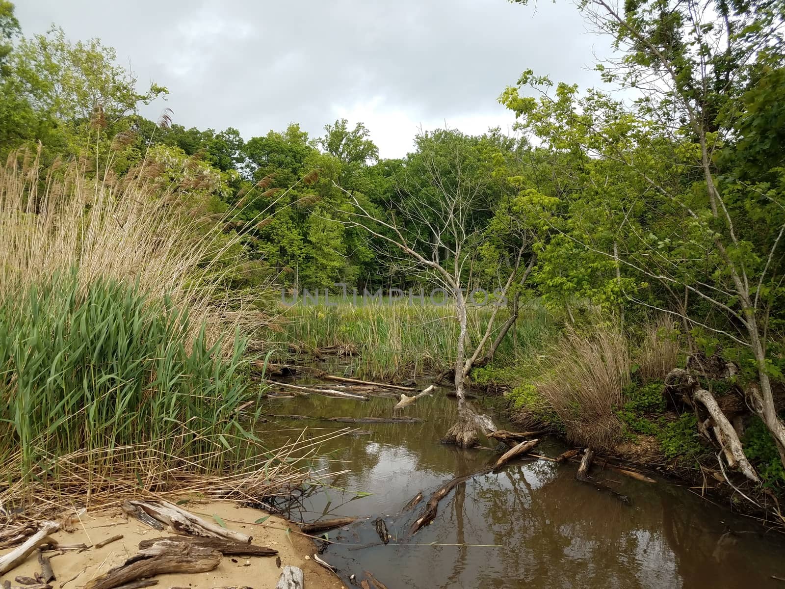 water and grasses and trees in wetland or swamp environment