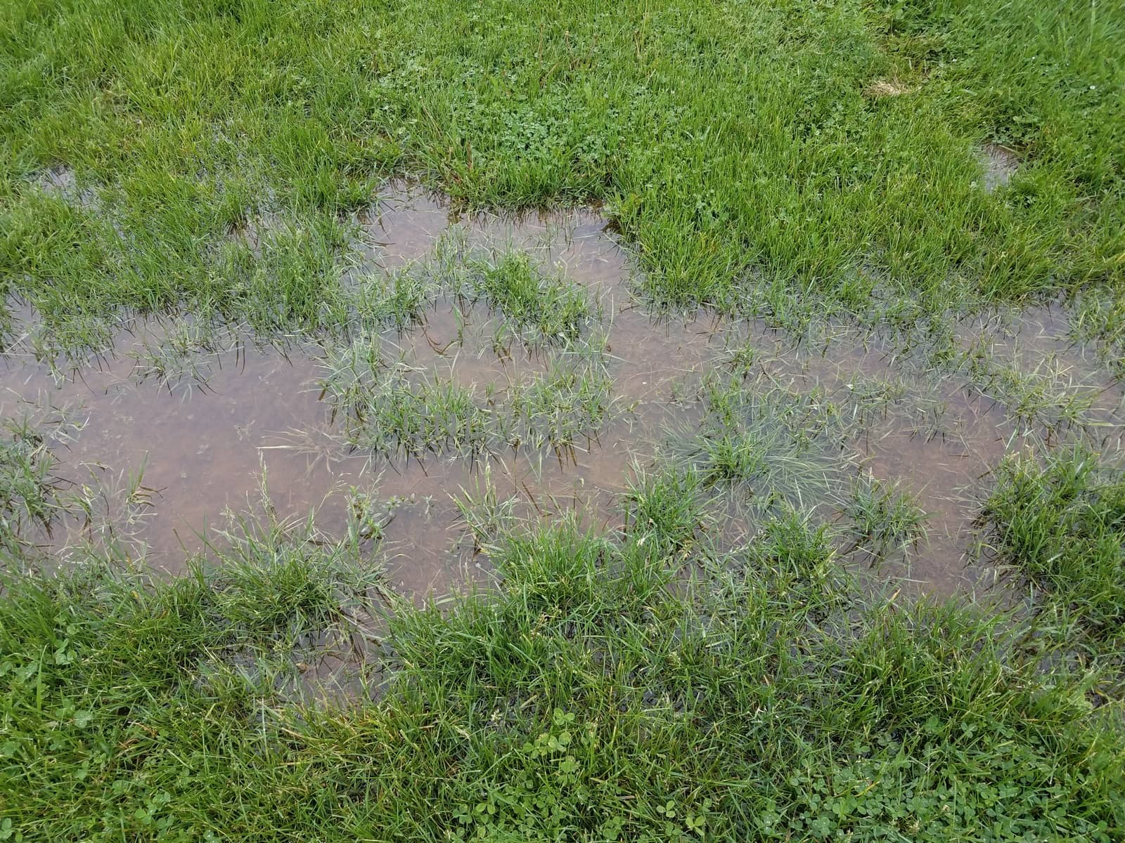 green grass or lawn or yard and large water puddle