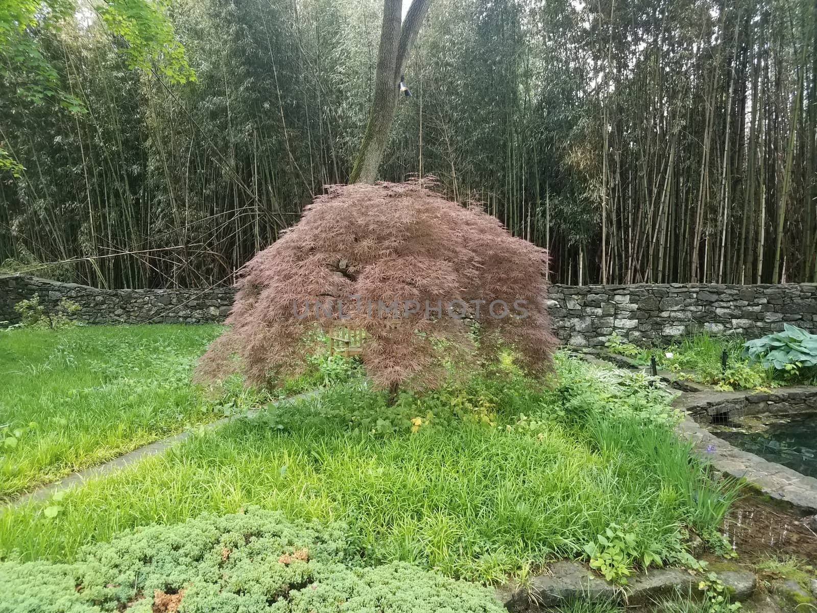 Japanese maple tree with bamboo and stone wall by stockphotofan1