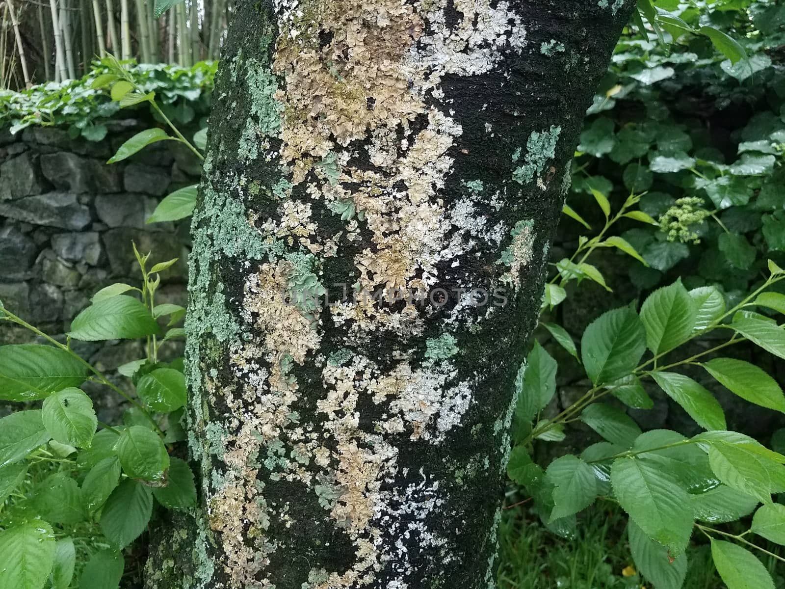 tree trunk and bark with green and white lichen by stockphotofan1