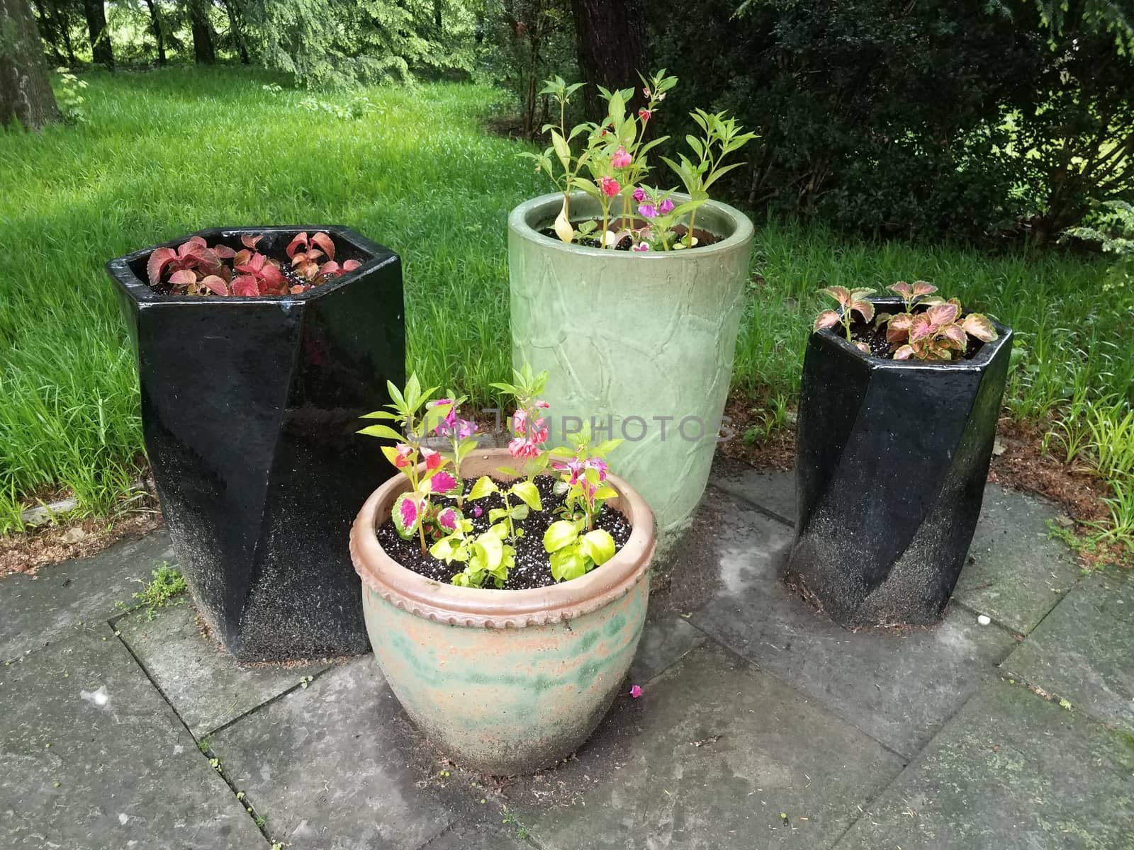 ceramic flower pots with green and pink and red flowers by stockphotofan1